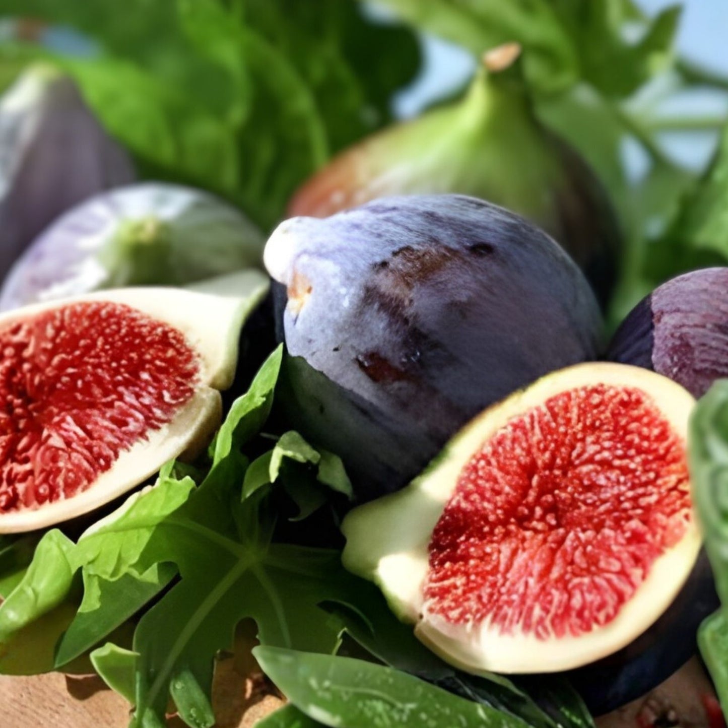 Live Starter Plant - 4" Ficus carica 'Sweet Flavor' Hardy Fig for Zones 7-10 - Full Sun Gardening Essential