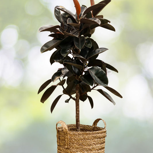 Ficus Elastica Burgundy Plant - 3 Gallon Pot - Rubber Plant - Ficus elastica - Indoor Houseplant for Home Decor