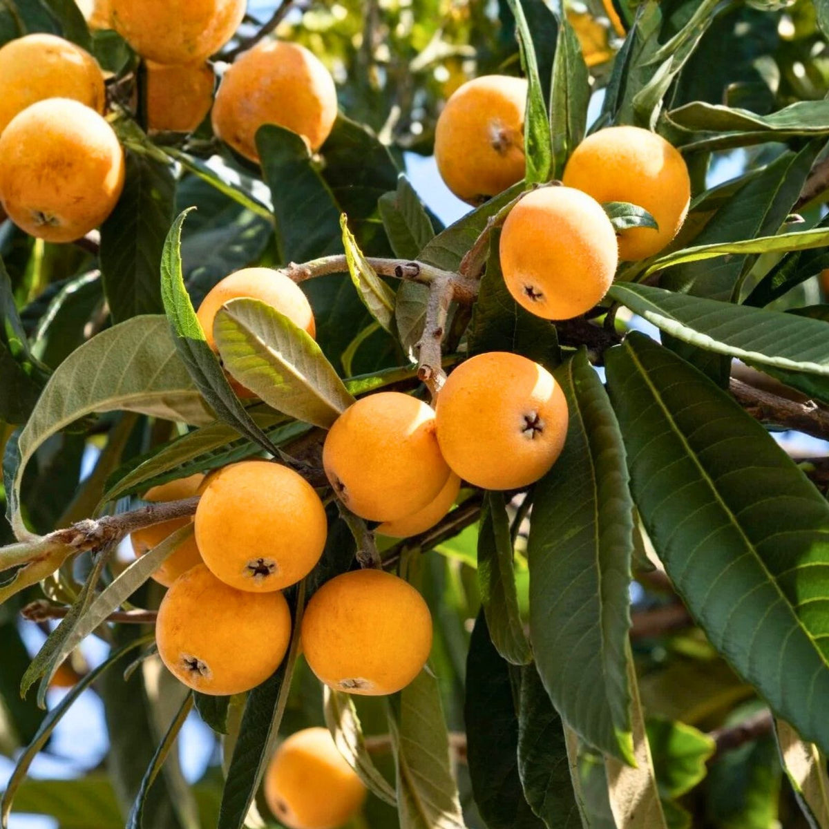 Large Loquat Tree 12" Early Red Variety Rooted Eriobotrya japonica Fruit Tree