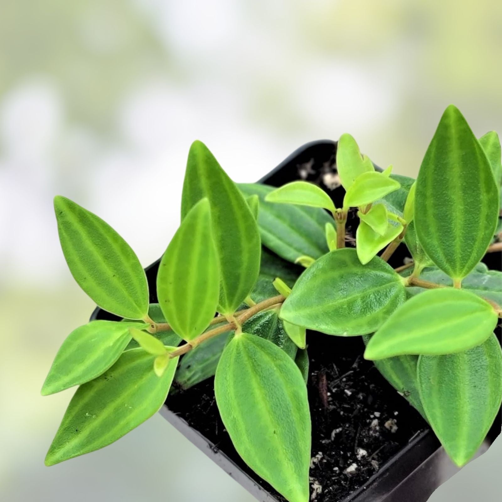 Peperomia Angulata 'Funky Frog' Rooted Cuttings | Unique Green Leaves Indoor Plant | Houseplant, Easy Care