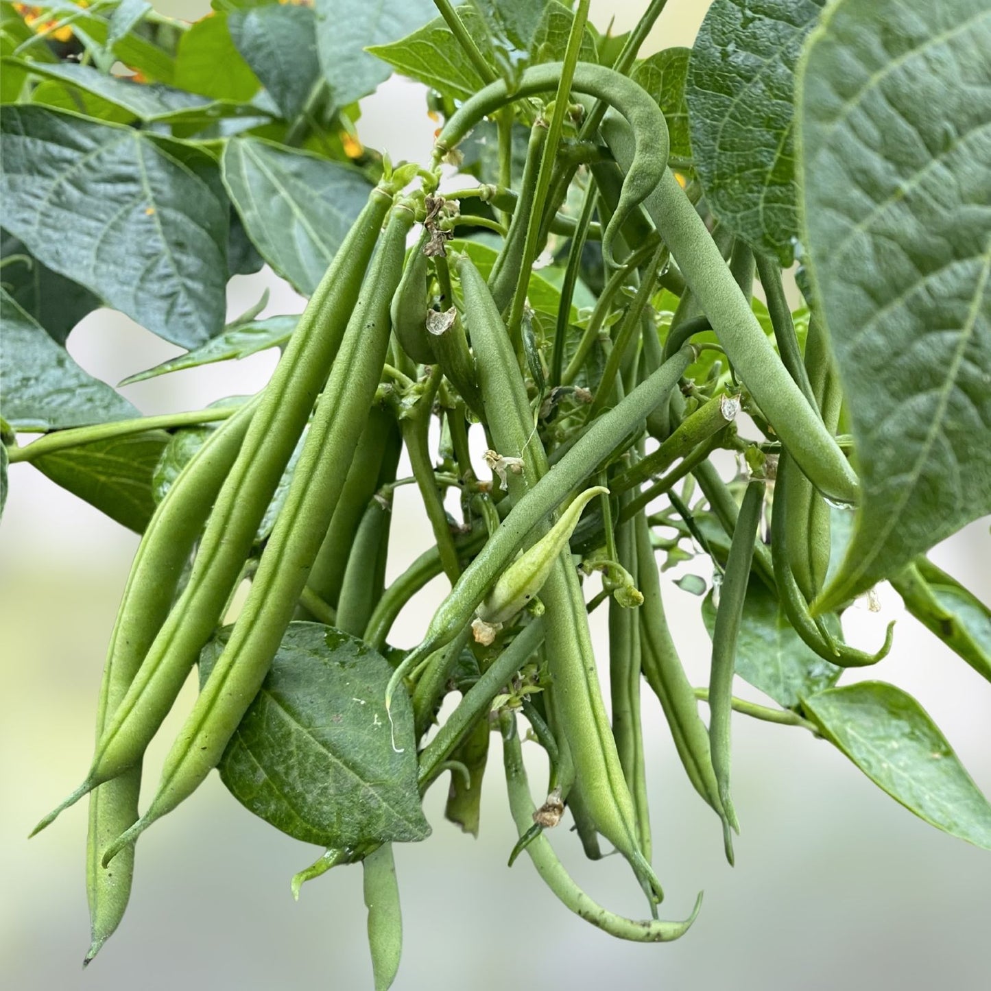 Green Bean Seeds Bulk Jade Bush Bean Non-GMO Phaseolus vulgaris 100 Seeds USA Seller Free Shipping