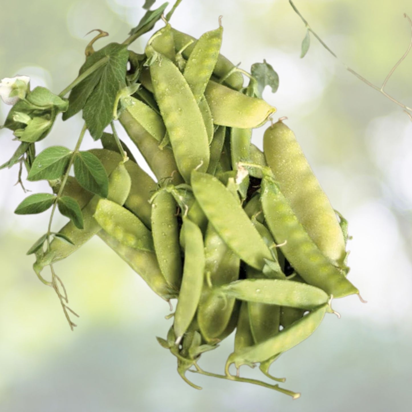 Snow Pea Seeds - 20+ Seeds, Chinese Sugar Snap Pod, Mammoth Melting Sugar Pod Pea, USA