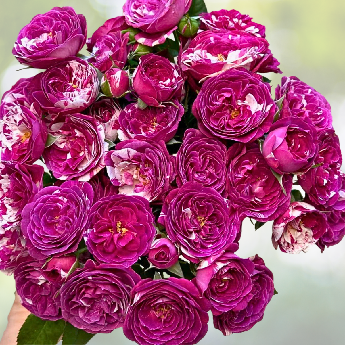 20pcs Purple & White Rose Seeds, Fragrant "Scented Jewel" Floribunda Variety, Rosa spp.