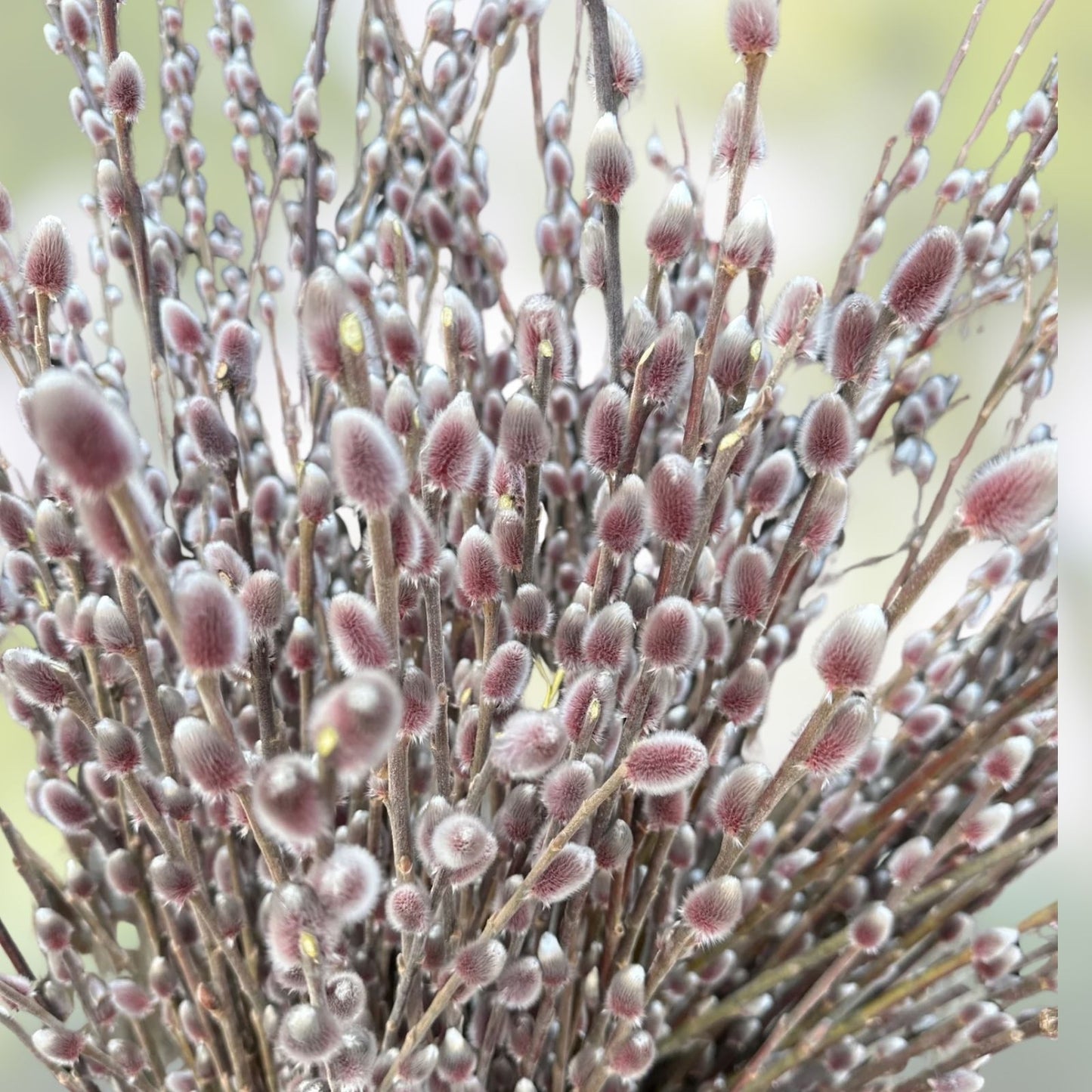 Pussy Willow Cuttings 18" Fresh Salix discolor Native Shrub for Planting and Propagation