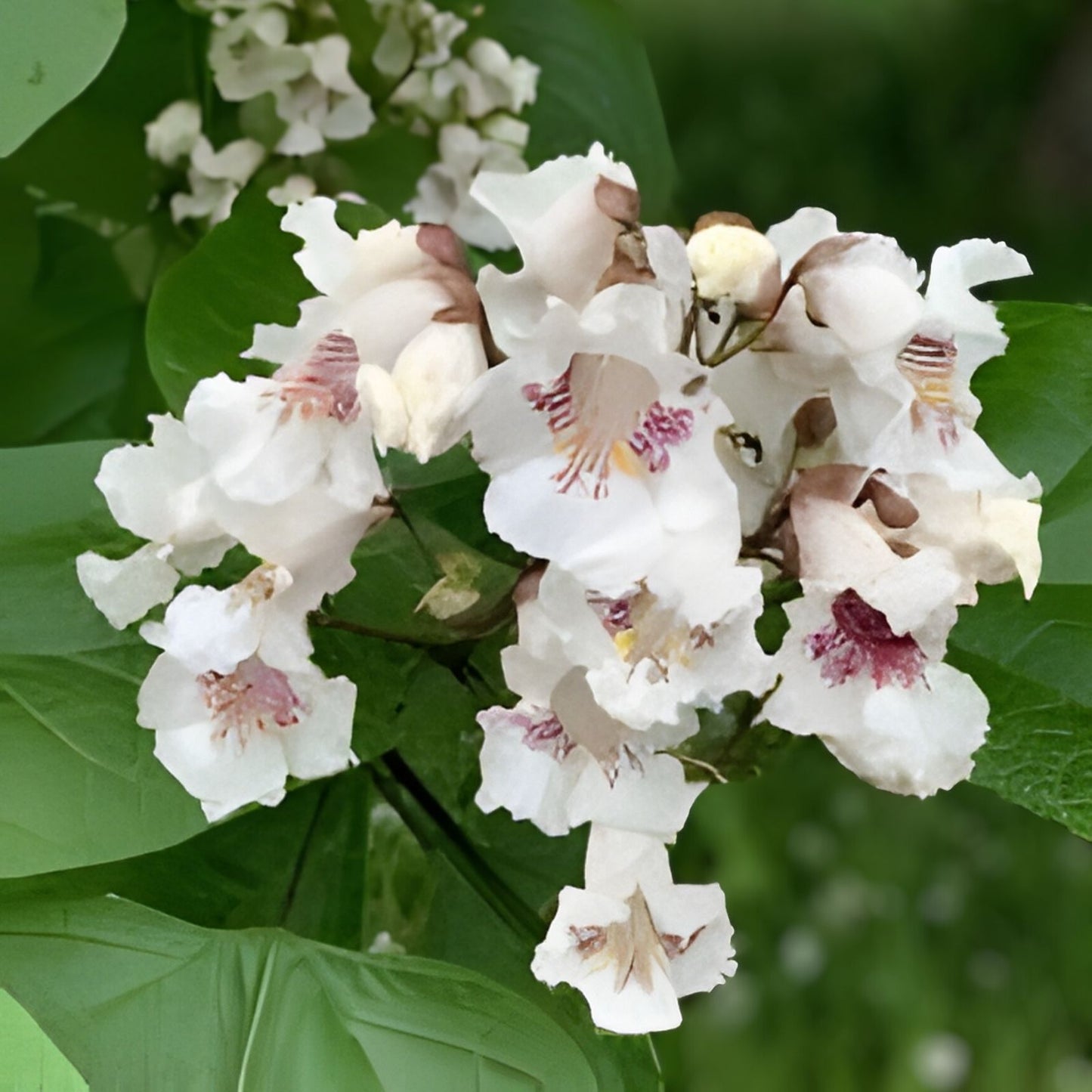 Catalpa Tree Seeds 100 Count Flowering Variety Catalpa bignonioides Ornamental Tree Seeds for Gardening