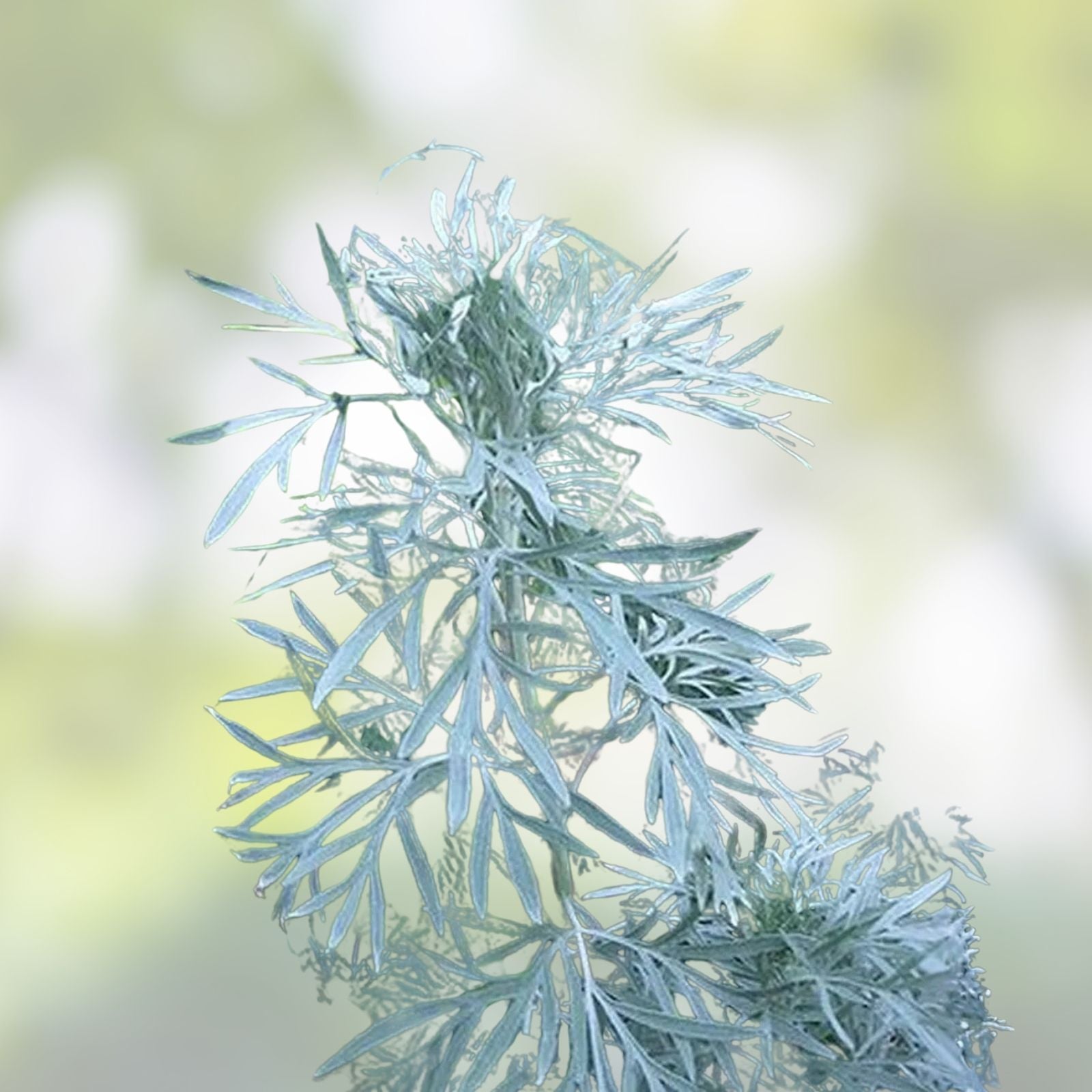 Absinthe Plant Seeds 100 Count, Common Wormwood, Artemisia Absinthium, Herb Gardening, Perennial Plant, Culinary & Medicinal Use