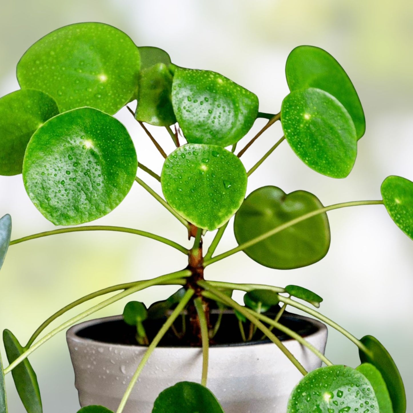 Pilea Tiny Tears Rooted Starter Plants - Low Maintenance Indoor Houseplant - Pilea Peperomioides