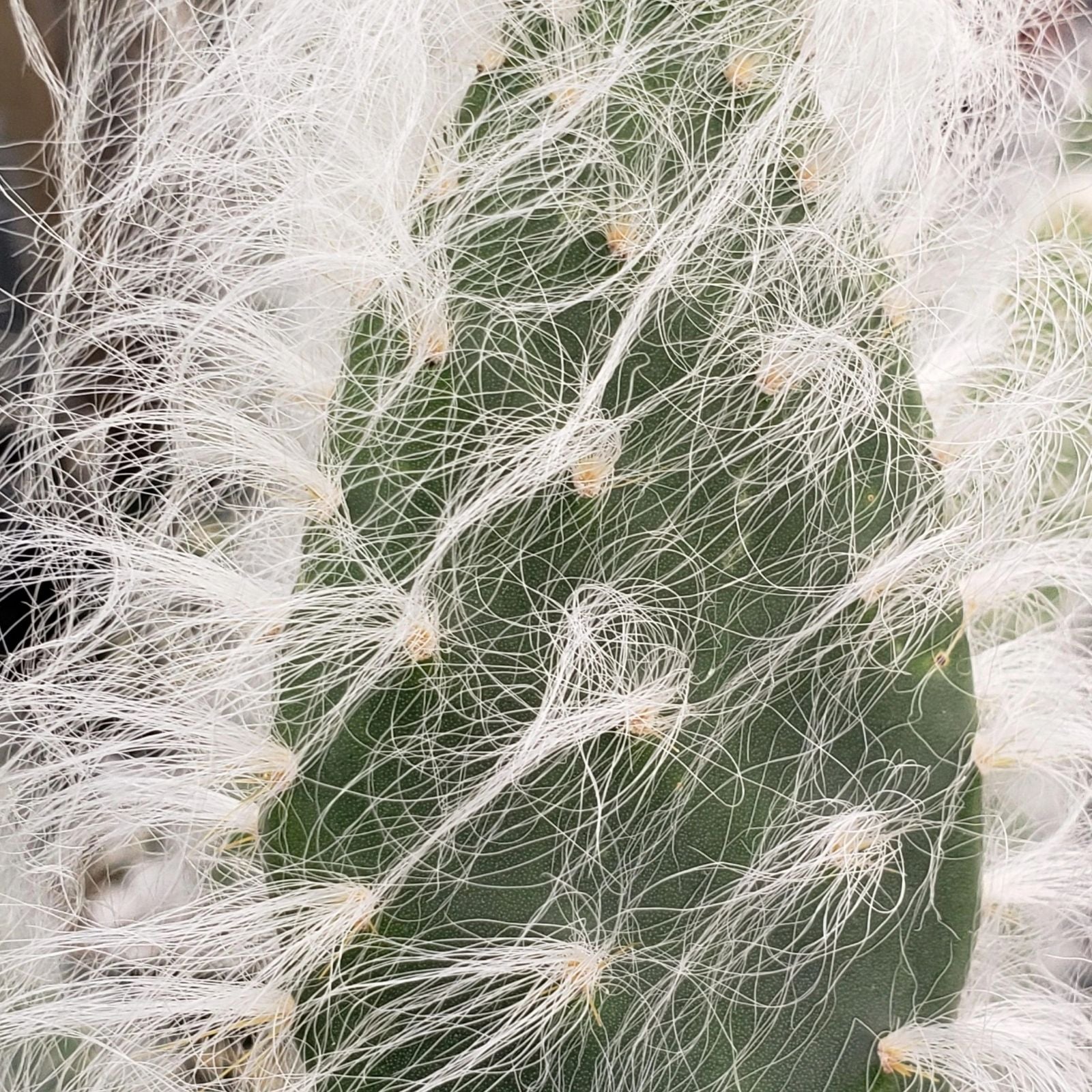 Hairy Cactus Cuttings Snow Opuntia Old Man Fuzzy Plant Pads 6-12 inches for Indoor Outdoor Gardens