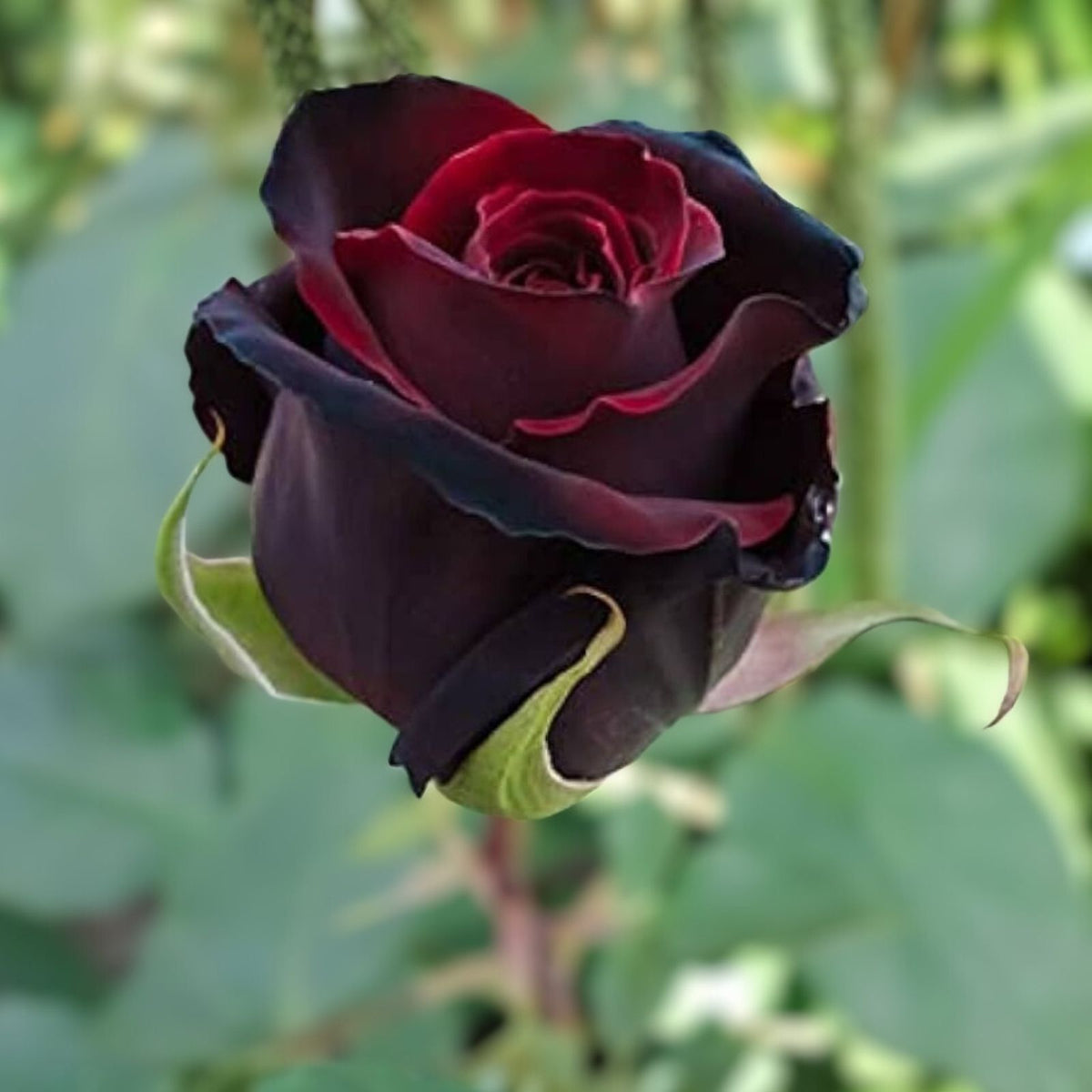 Dark Maroon Rose Cuttings - 6 Inch Long Fragrant No Roots - Rosa spp.