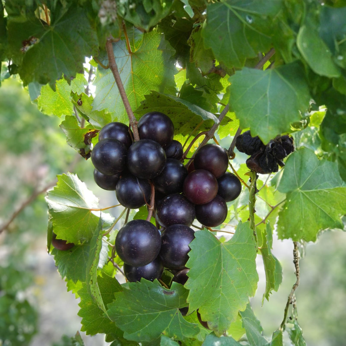 Muscadine Grape Plant Starter - 10 Southern Home Vines, Edible Fruit, Cold Hardy, Vitis spp, Deep Purple-Black Skin