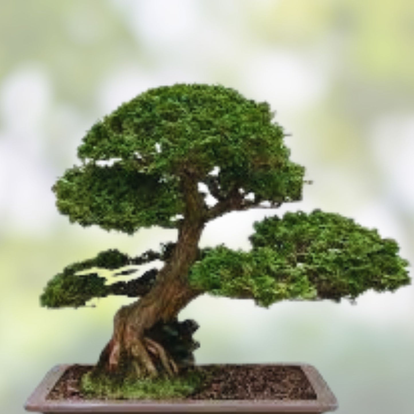 Hinoki Cypress Bonsai Tree Seeds 20 Count Evergreen Chamaecyparis obtusa Garden Planting Kit