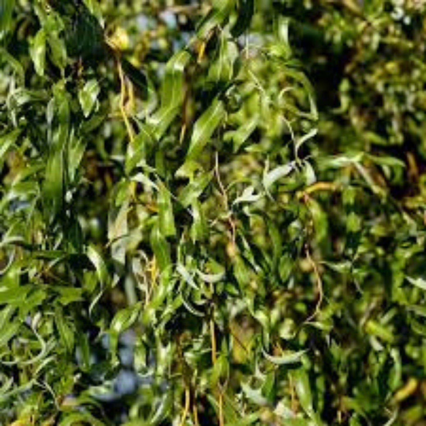 Aussie Hybrid Willow Tree Cuttings 12 Pieces Fast Growing Privacy Shade Salix spp.