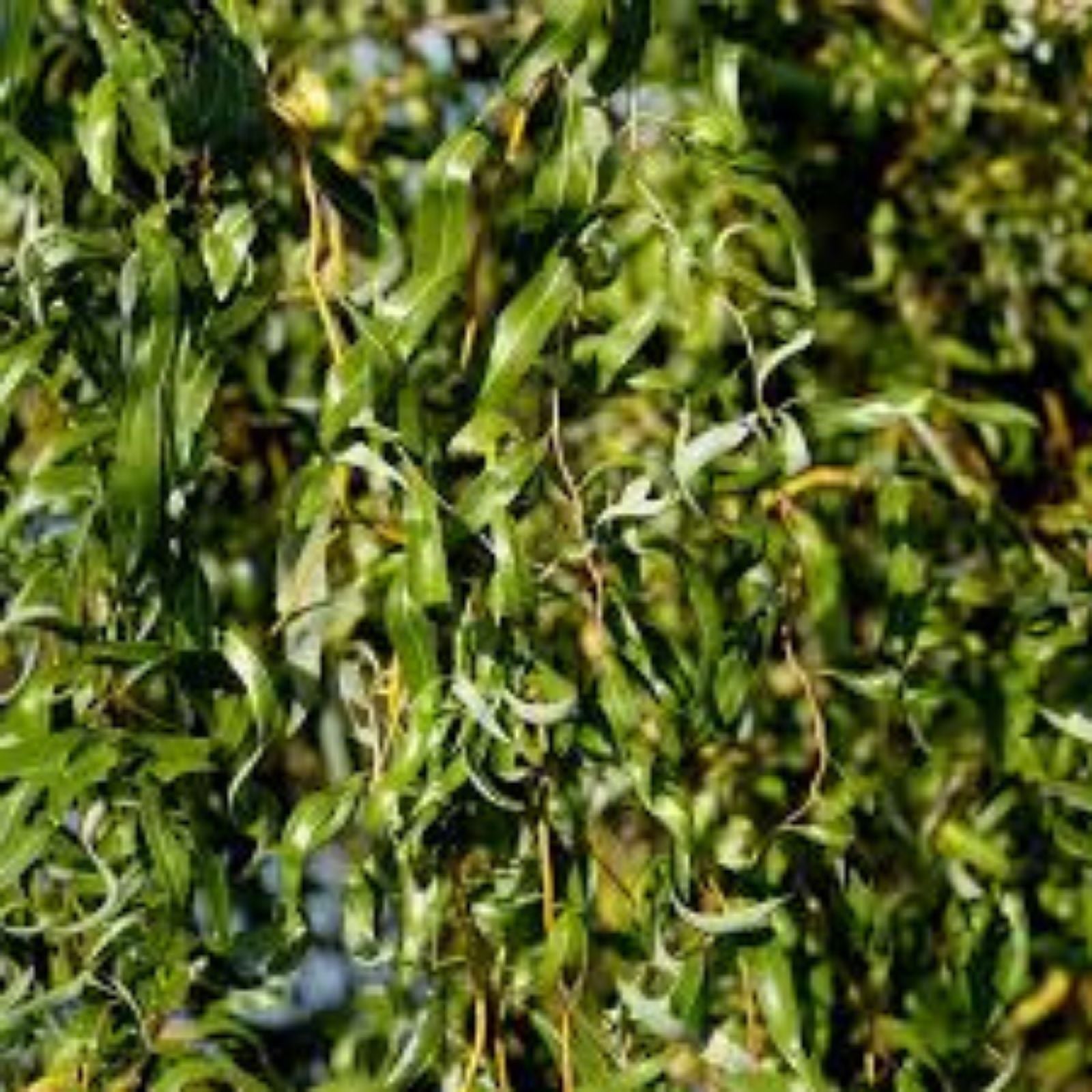 Aussie Hybrid Willow Tree Cuttings 12 Pieces Fast Growing Privacy Shade Salix spp.