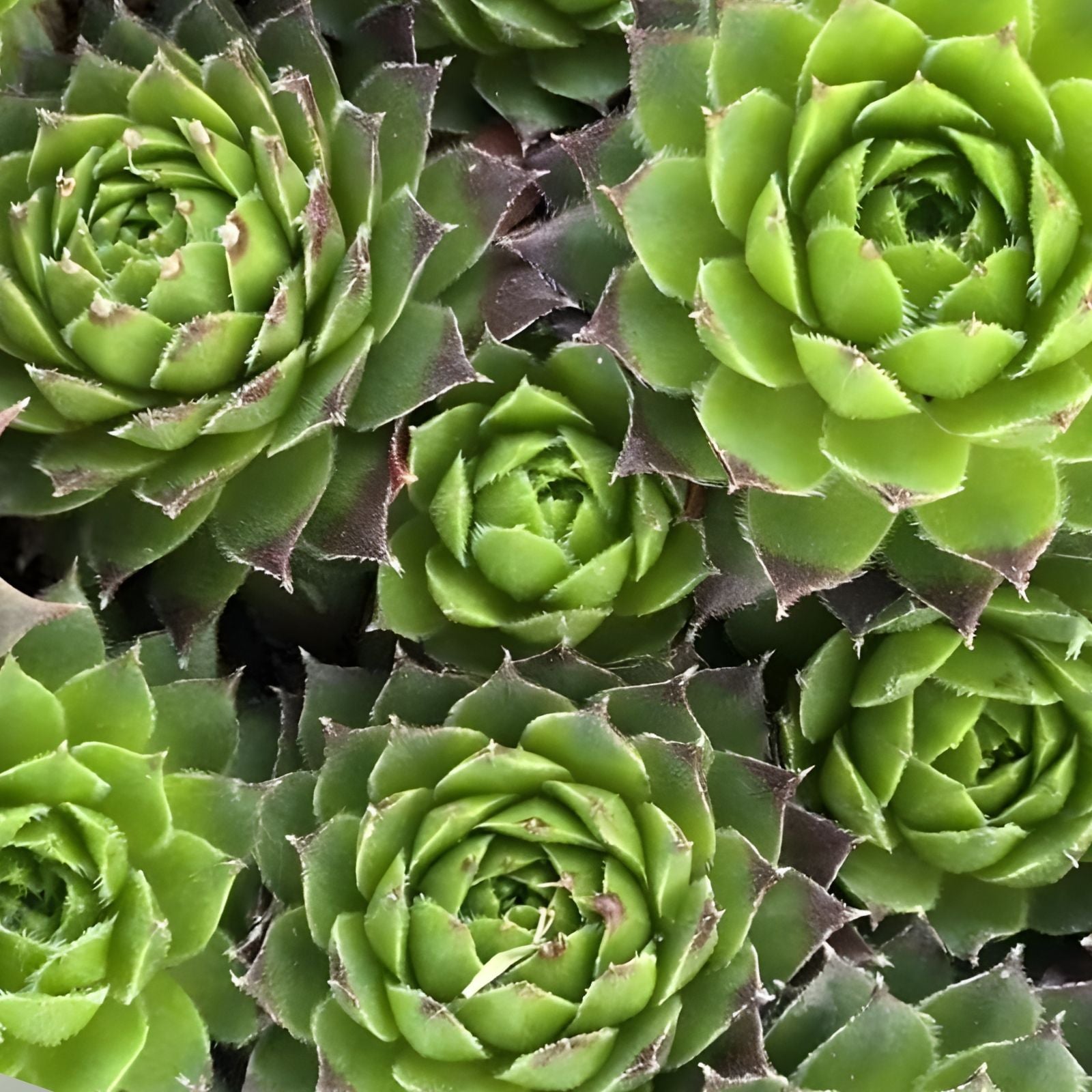 Hen's and Baby's Succulent Seeds, 200 Pack, Echeveria spp., Easy to Grow, Indoor and Outdoor Garden Planting