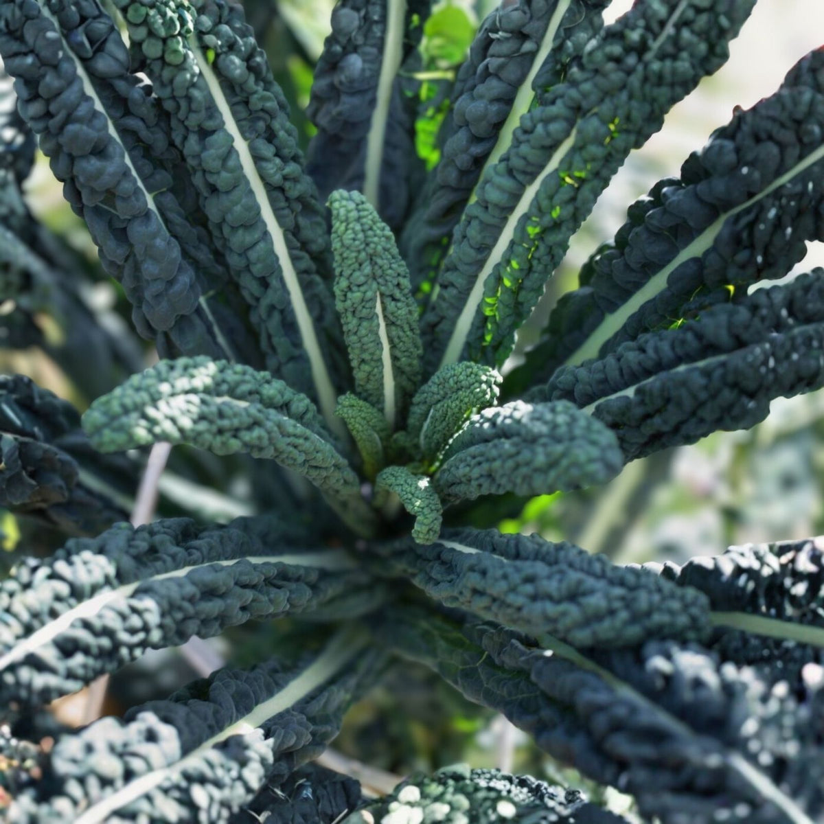 Kale Seeds - Black of Tuscany Microgreen Variety for Sprouting & Gardening - Brassica oleracea