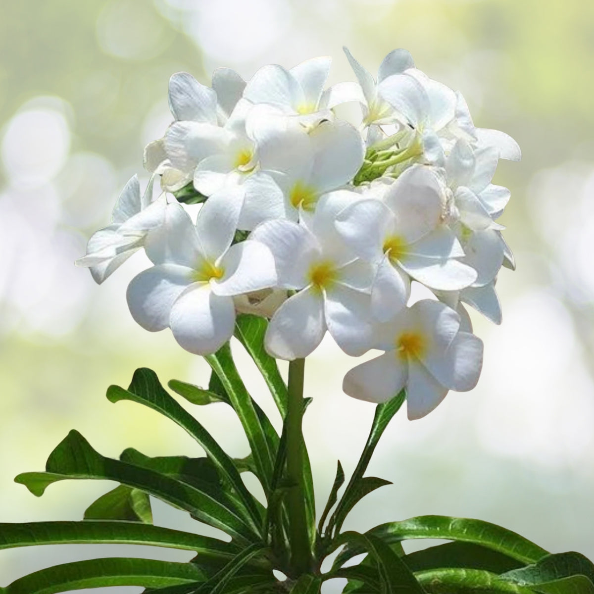 Plumeria Pudica Live Plant 1 Gal Ramo de Novia White Flowers Tropical Bloomer Ideal for Full Sun to Part Shade