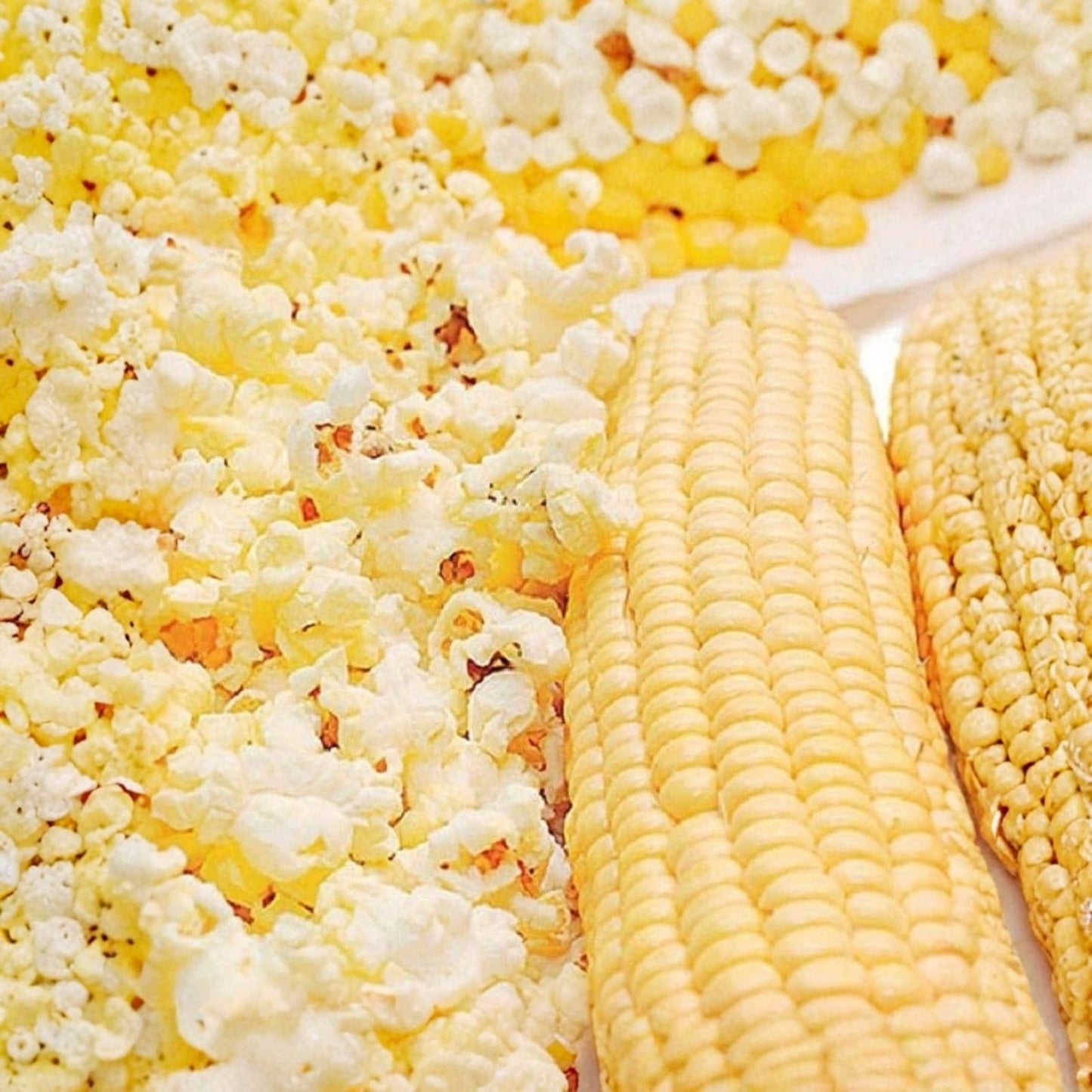 Snow Puff Popcorn Seeds 25 Count Non-GMO Zea mays everta Home Garden Growing Kit Made in USA