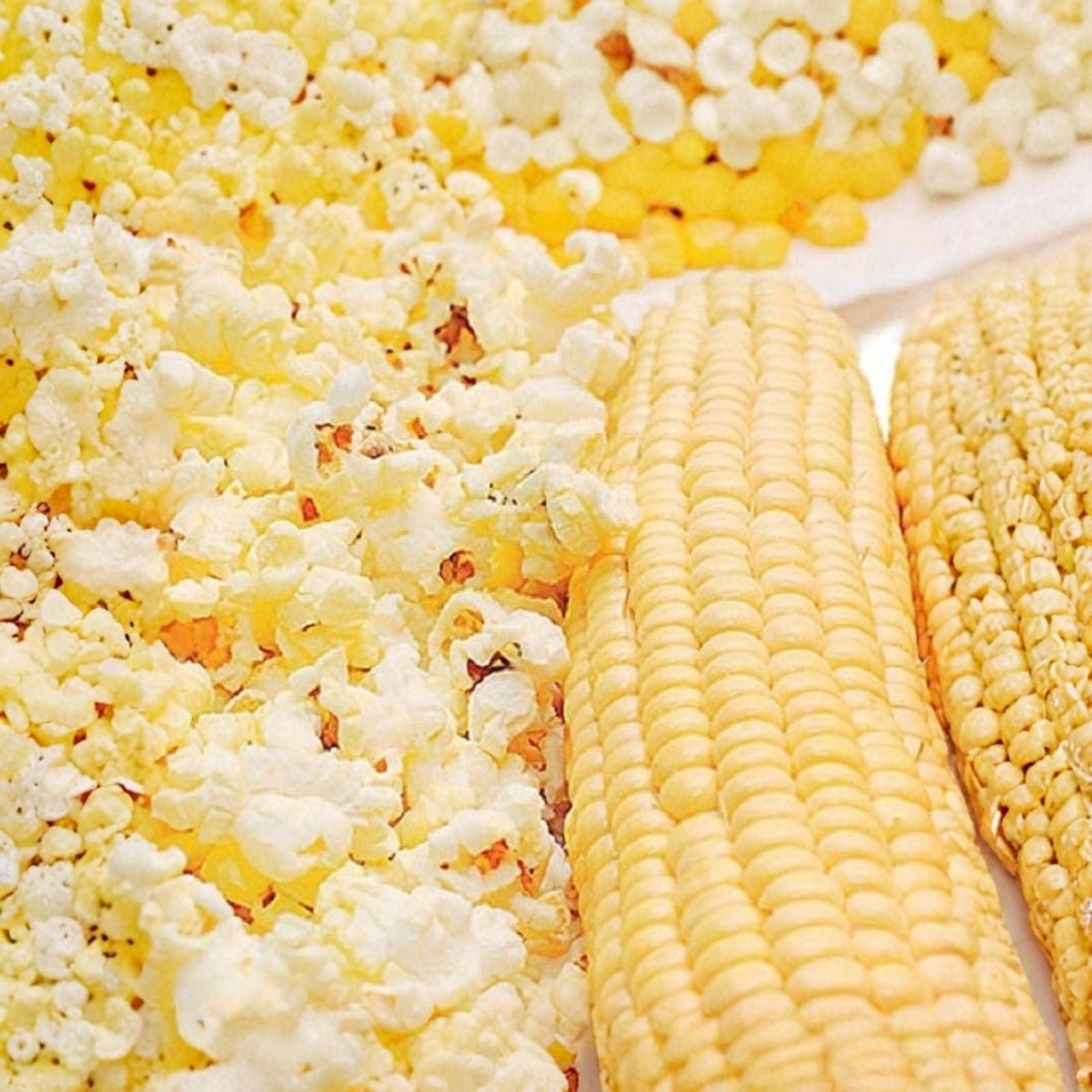 Snow Puff Popcorn Seeds 25 Count Non-GMO Zea mays everta Home Garden Growing Kit Made in USA