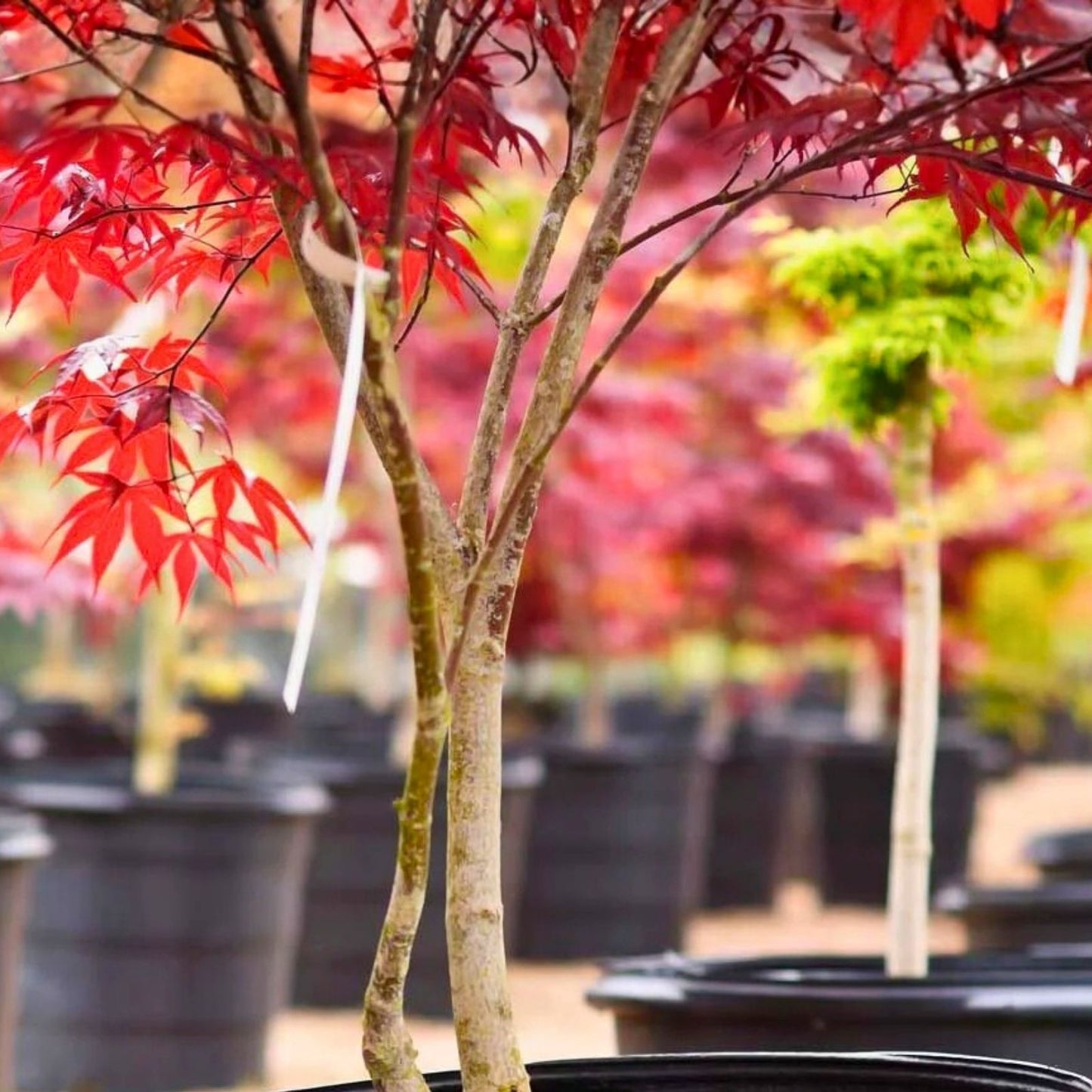 Japanese Red Maple Cuttings - 6 Stem Propagation - Acer Palmatum - Gardening and Landscaping Supplies