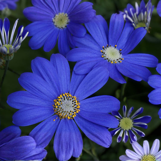 Blue Daisies Perennial Plants - 10-Pack of 4-Inch Pots - Bellis perennis - Vibrant Blue Flowering Ground Cover