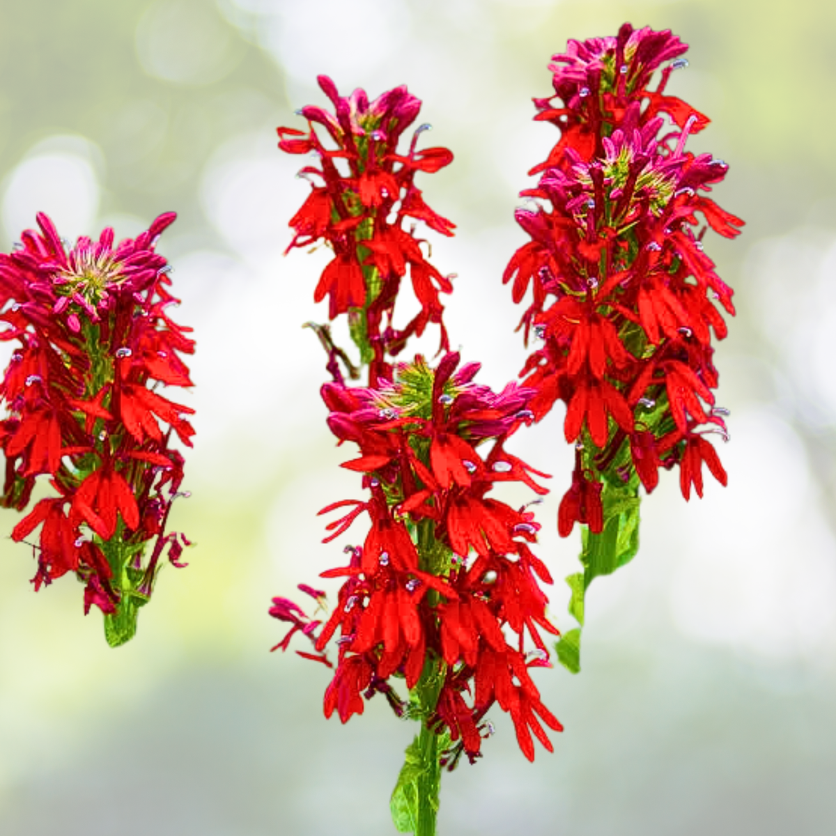 Cardinal Flower Seeds - 1000 Non-GMO Red Perennial Hummingbird Plant - Lobelia cardinalis - Ideal for Wet Areas
