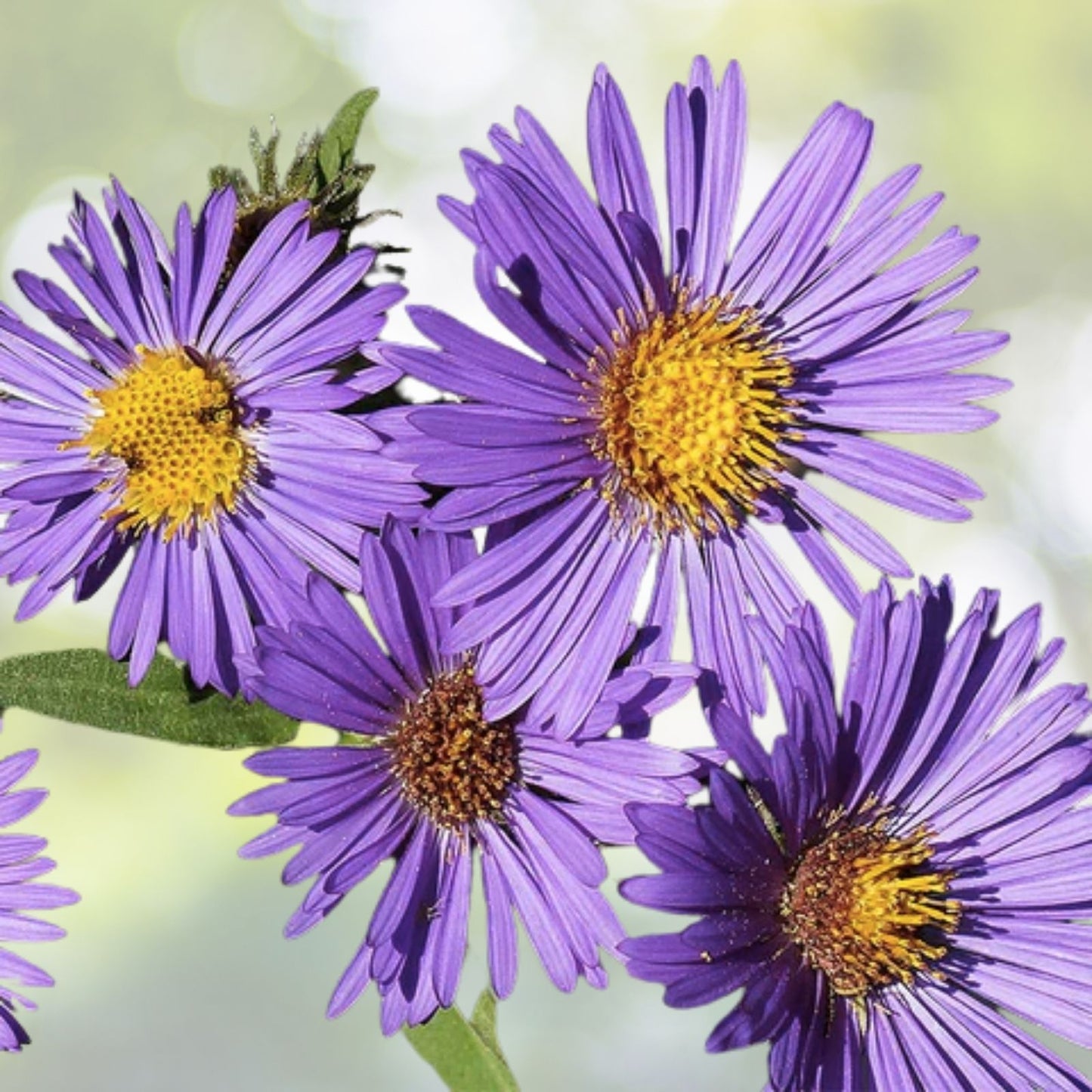 New England Aster Seeds - 500+ Purple Perennial Native Wildflower - Aster novae-angliae - USA Grown