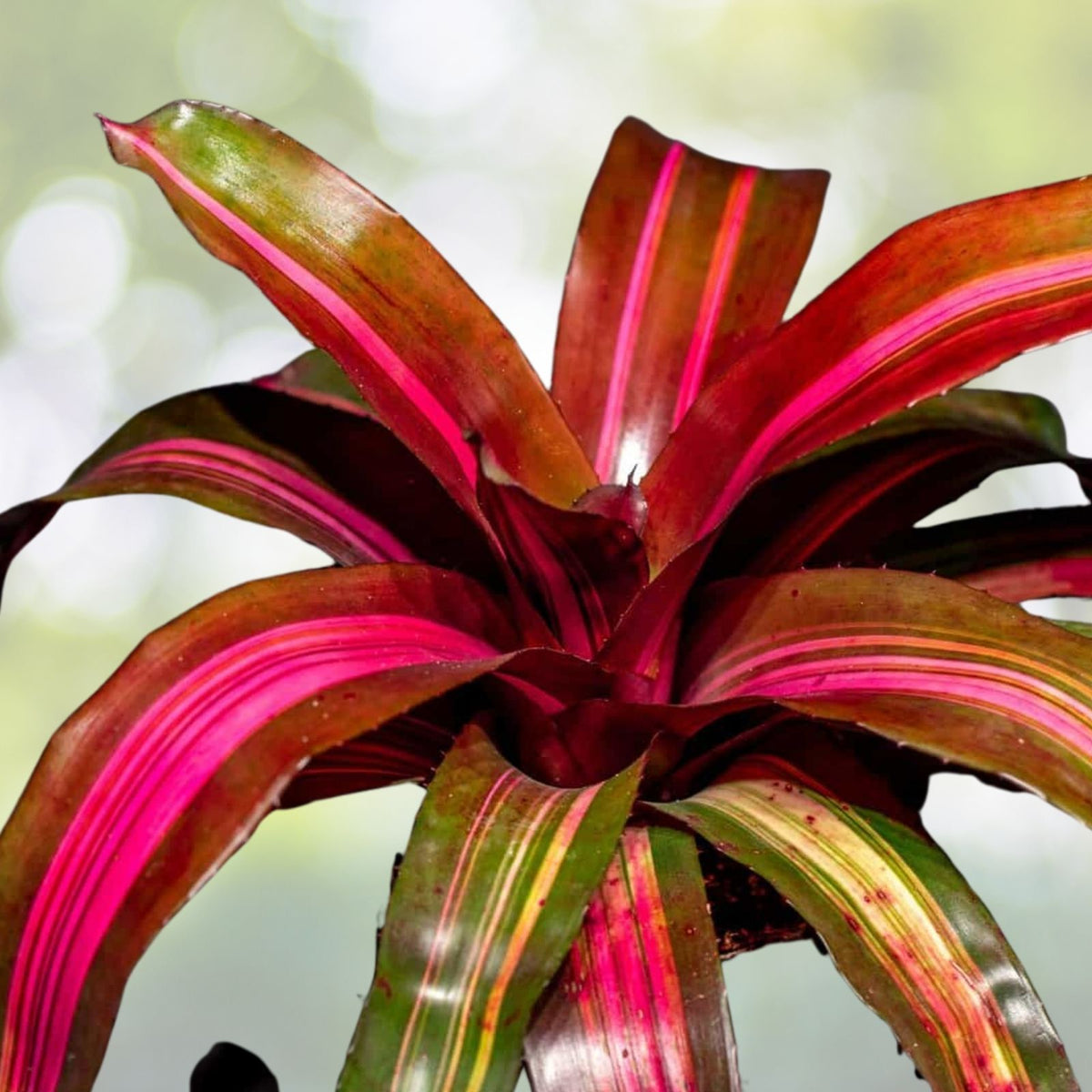Neoregelia Plant 6" Pot Light Green Foliage Neoregelia Mooreana - Unique Collectors Houseplant for Containers and Landscapes