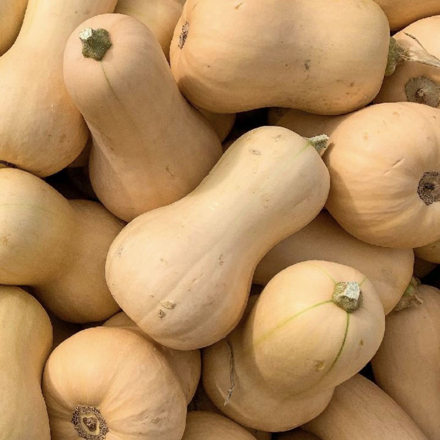 Butternut Squash Seeds 25 Count Winter Vegetable Seeds Cucurbita moschata Gardening Starter Plants