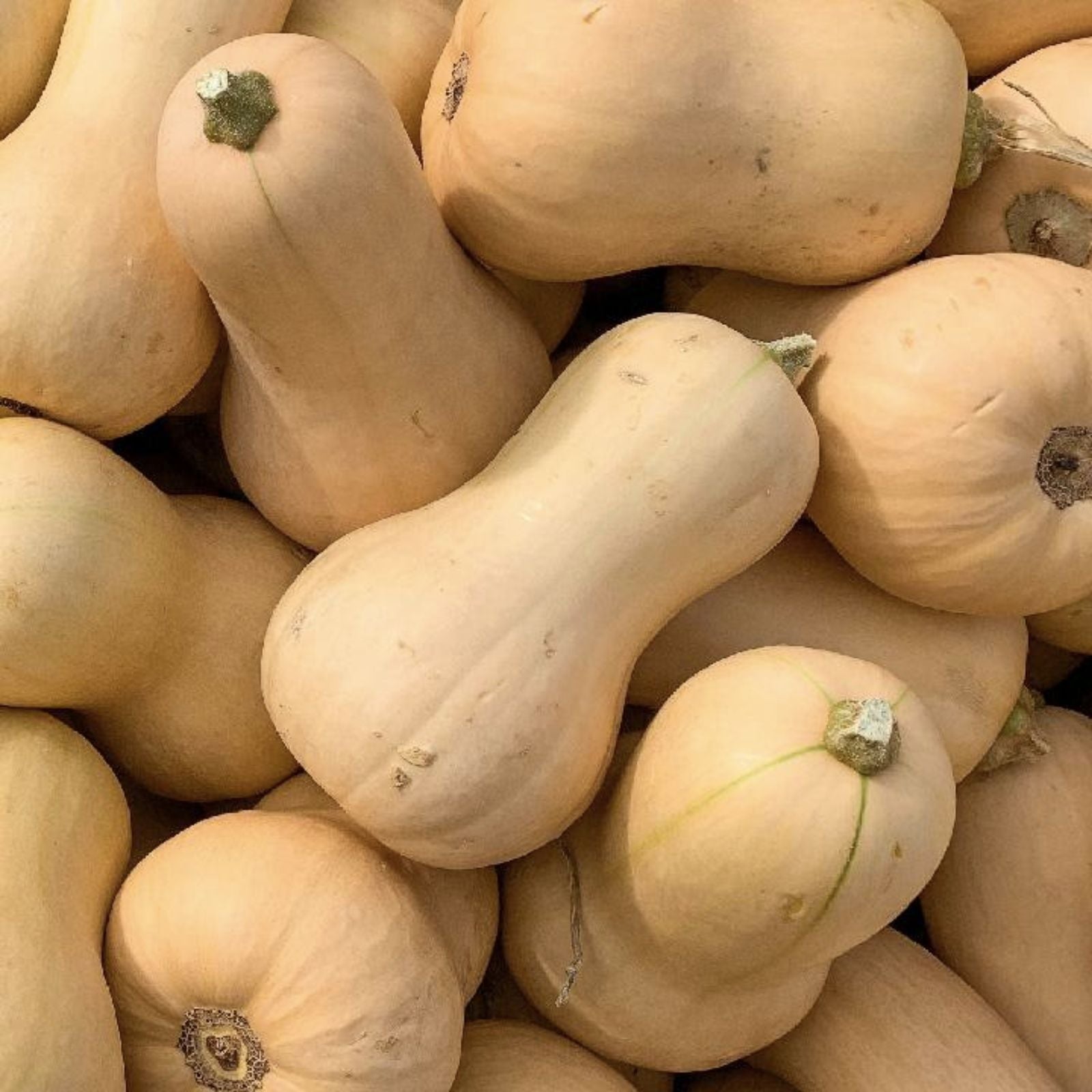 Butternut Squash Seeds 25 Count Winter Vegetable Seeds Cucurbita moschata Gardening Starter Plants