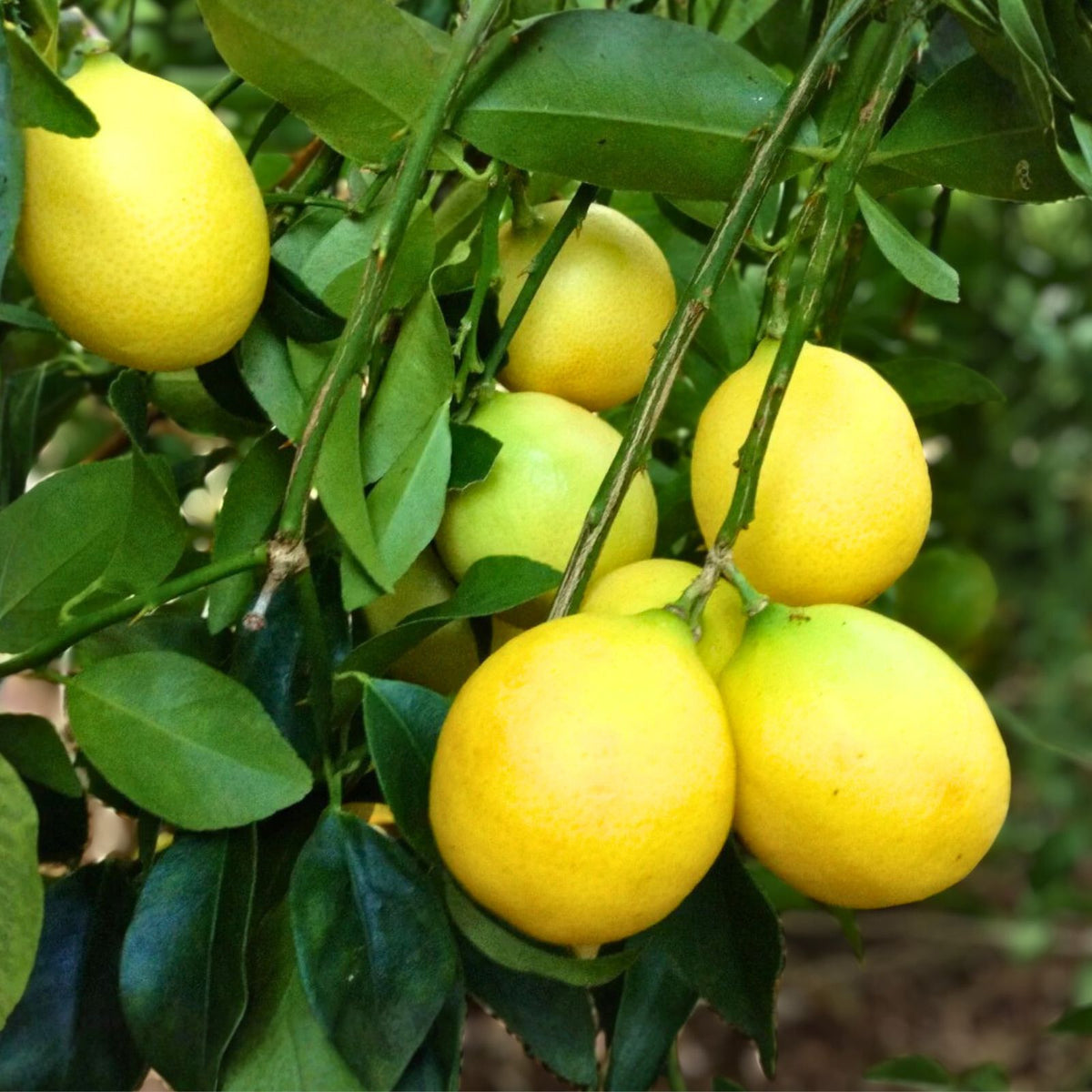Grafted Lakeland Limequat Tree 2ft - Live Indoor/Outdoor Plant in Pot - Citrus japonica x Citrus aurantiifolia