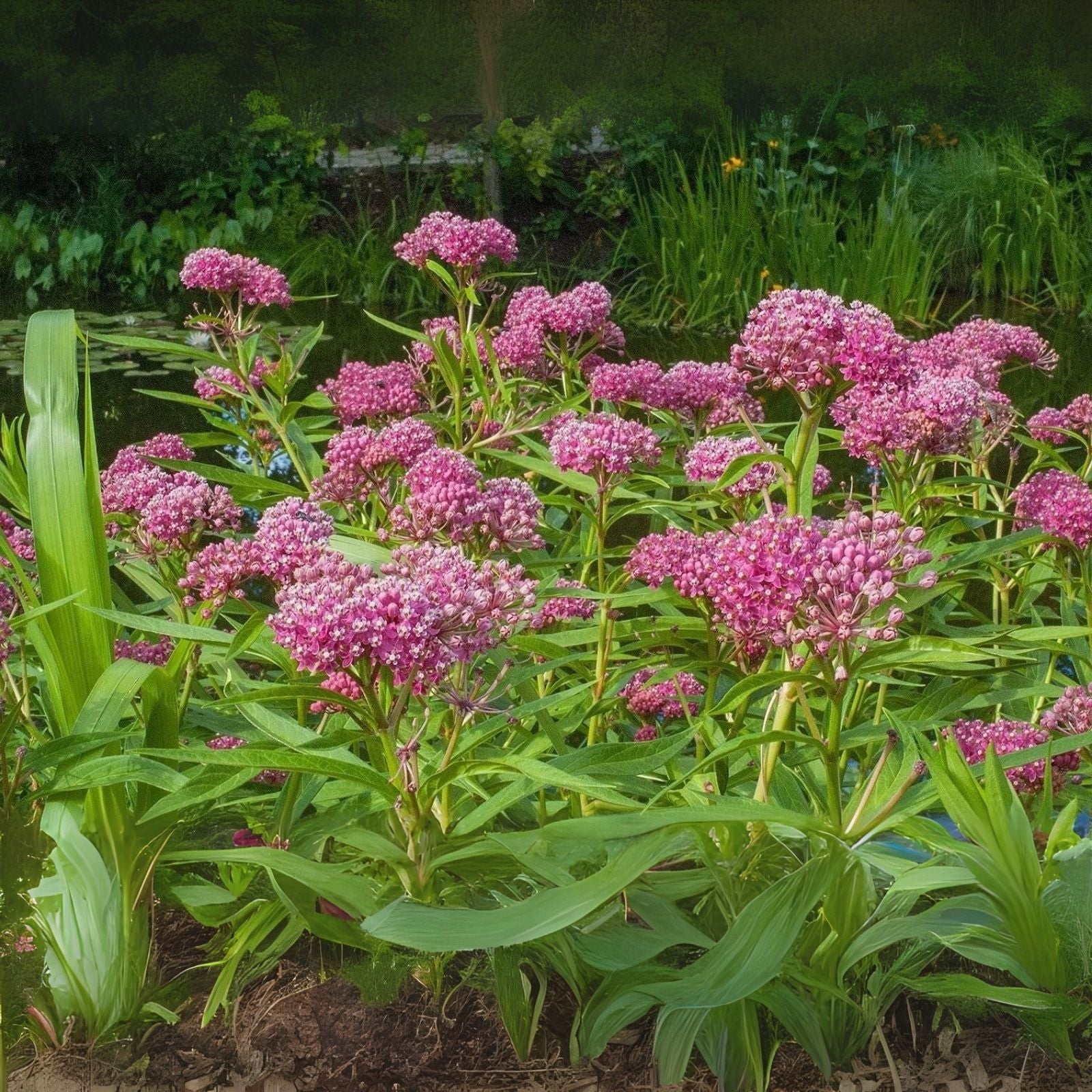 Swamp Milkweed Seeds 200 Pcs for Monarch Butterflies Asclepias incarnata