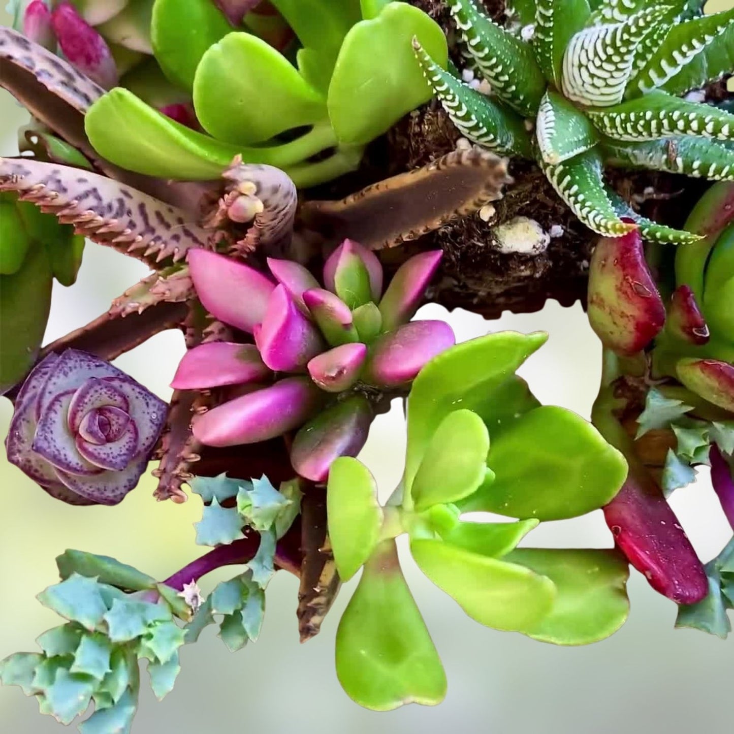 Mixed Succulent Cuttings 1-2" Live Plants Collection – 15 Varieties of Unrooted Succulents for Propagation and Crafting