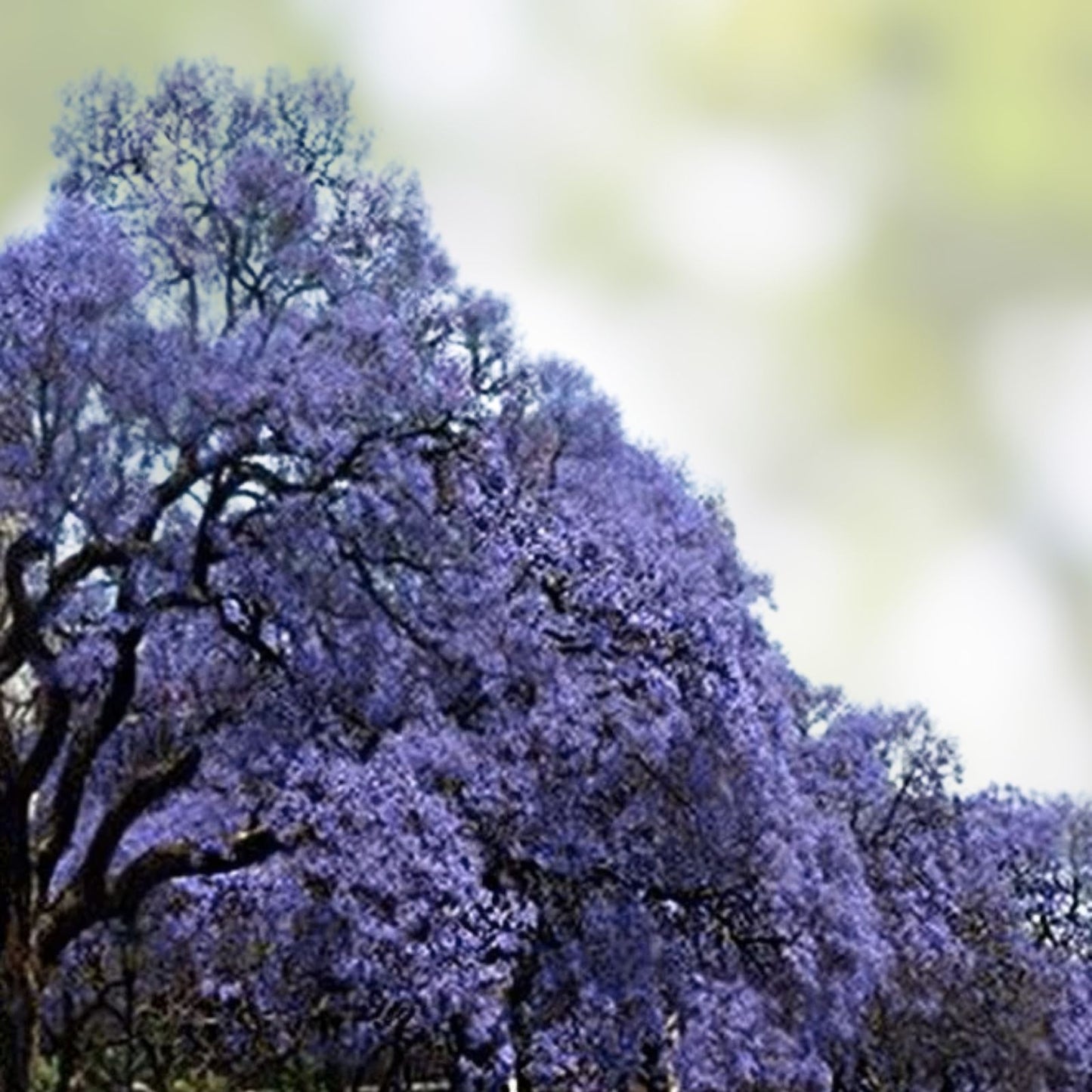 Empress Tree Seeds 100 Count - Fast Growing Hardwood Paulownia tomentosa - Ornamental and Shade Tree Seeds