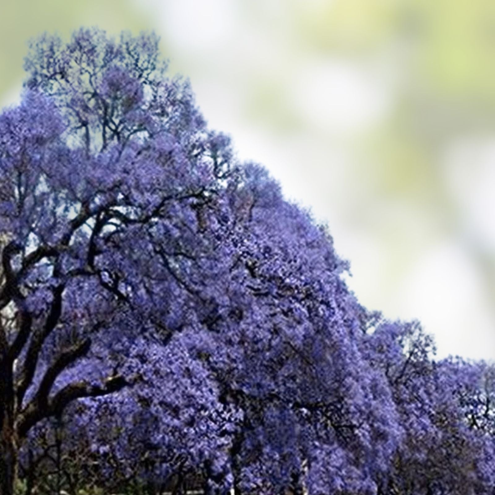 Empress Tree Seeds 100 Count - Fast Growing Hardwood Paulownia tomentosa - Ornamental and Shade Tree Seeds