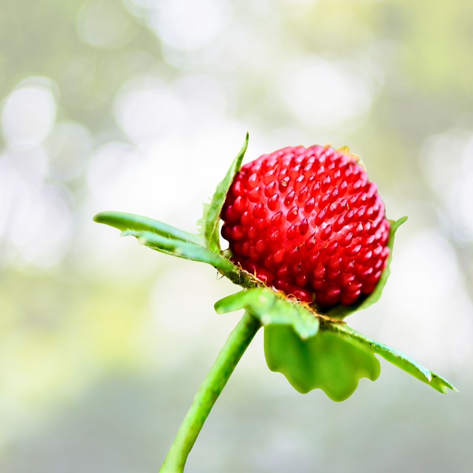 Wild Mock Strawberry Bare Root Plants 30+ Medicinal Herb Duchesnea Indica Edible Leaves Berries Organic