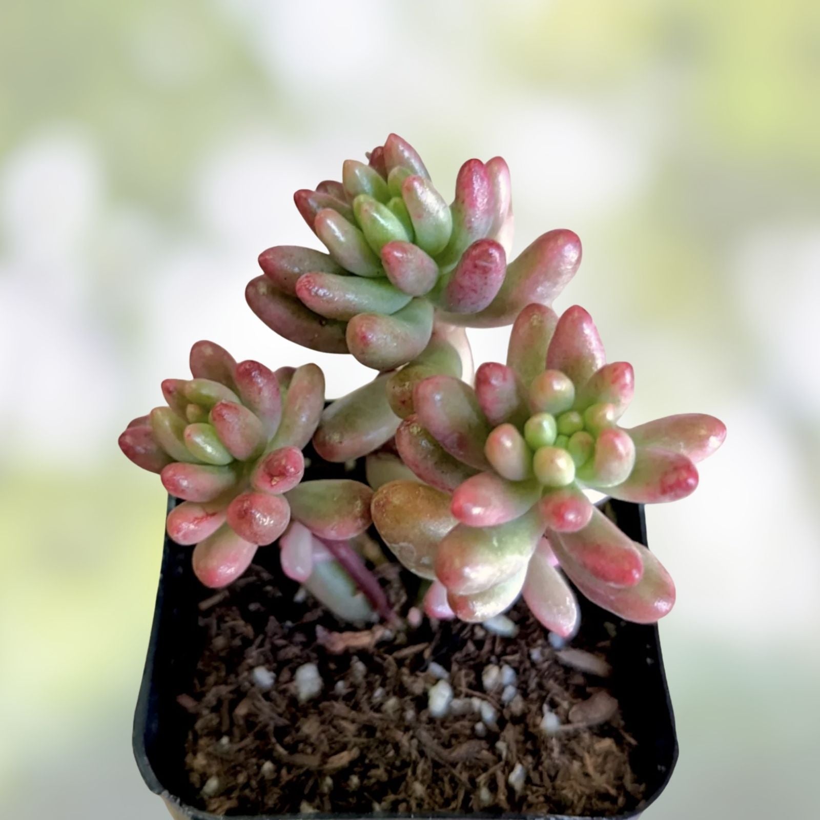 Sedum Rubrotinctum Jelly Bean Cutting - Rare Live Succulent Plant - Unrooted Healthy Succulent - Green and Red Foliage