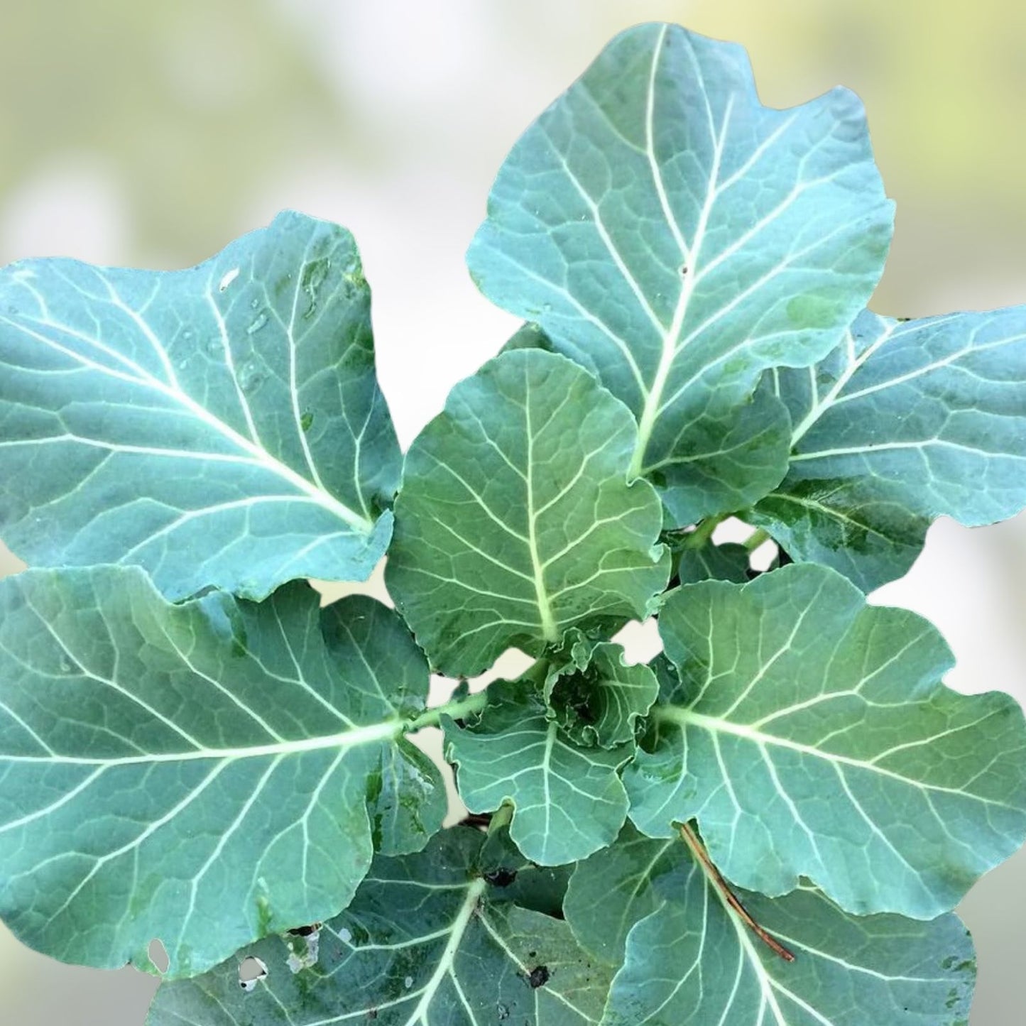 Collard Greens Seeds Vates Heirloom Variety 50+ for Cooking and Salads Brassica oleracea