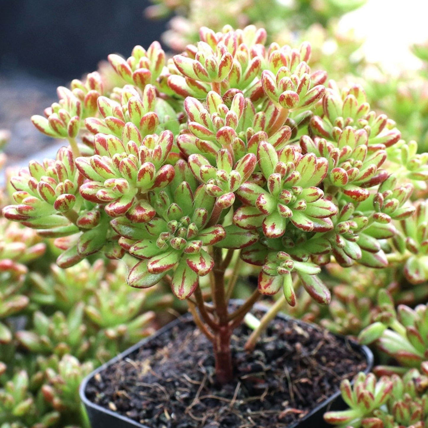 Dwarf Aeonium Plant - Rooted Succulent for Indoor Outdoor Gardens - Aeonium sedifolium Variety