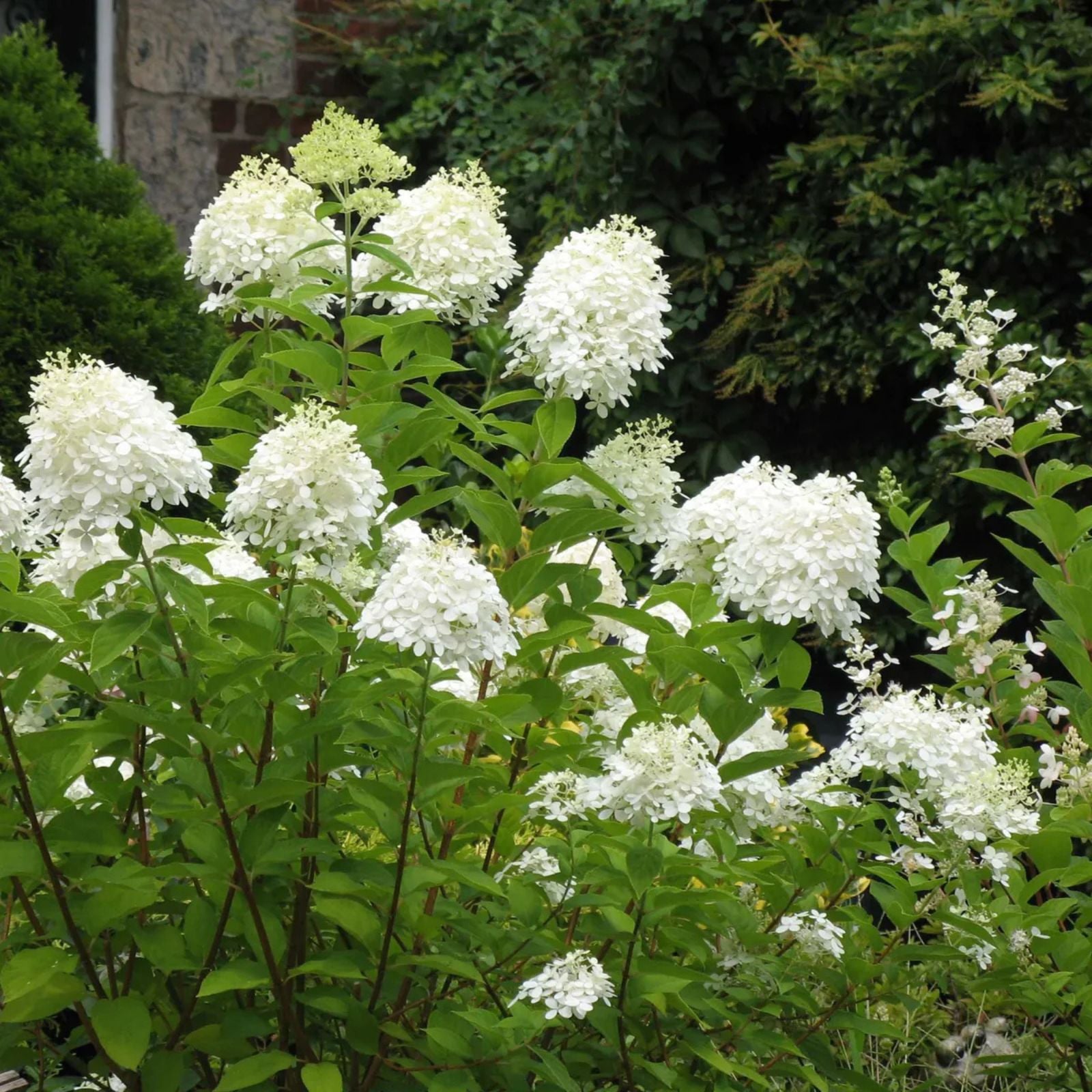 White Hydrangea macrophylla Seedlings 4 Inch Live Plant Garden Flower Shrubs Perennials