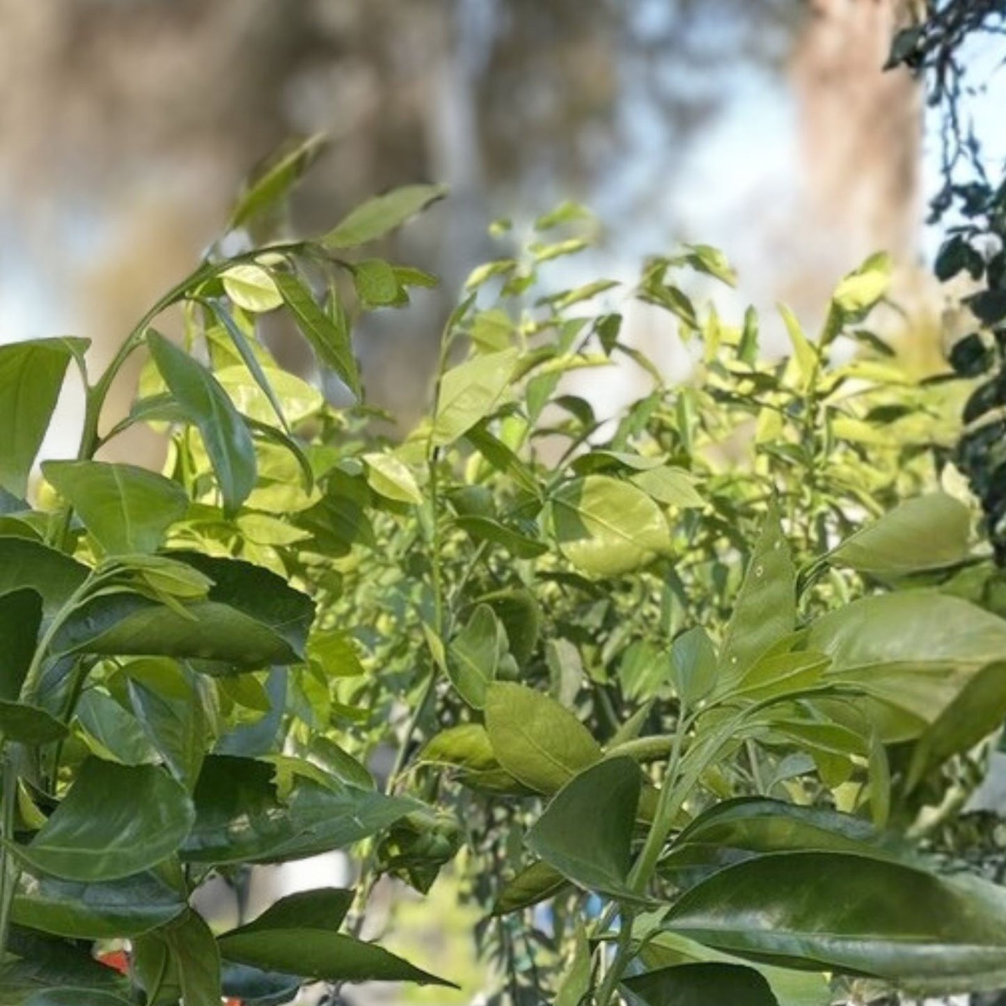 Grafted King Orange Tree 3ft - Citrus reticulata, Live Indoor/Outdoor Plant in Pot, Easy Care, Fruit Tree