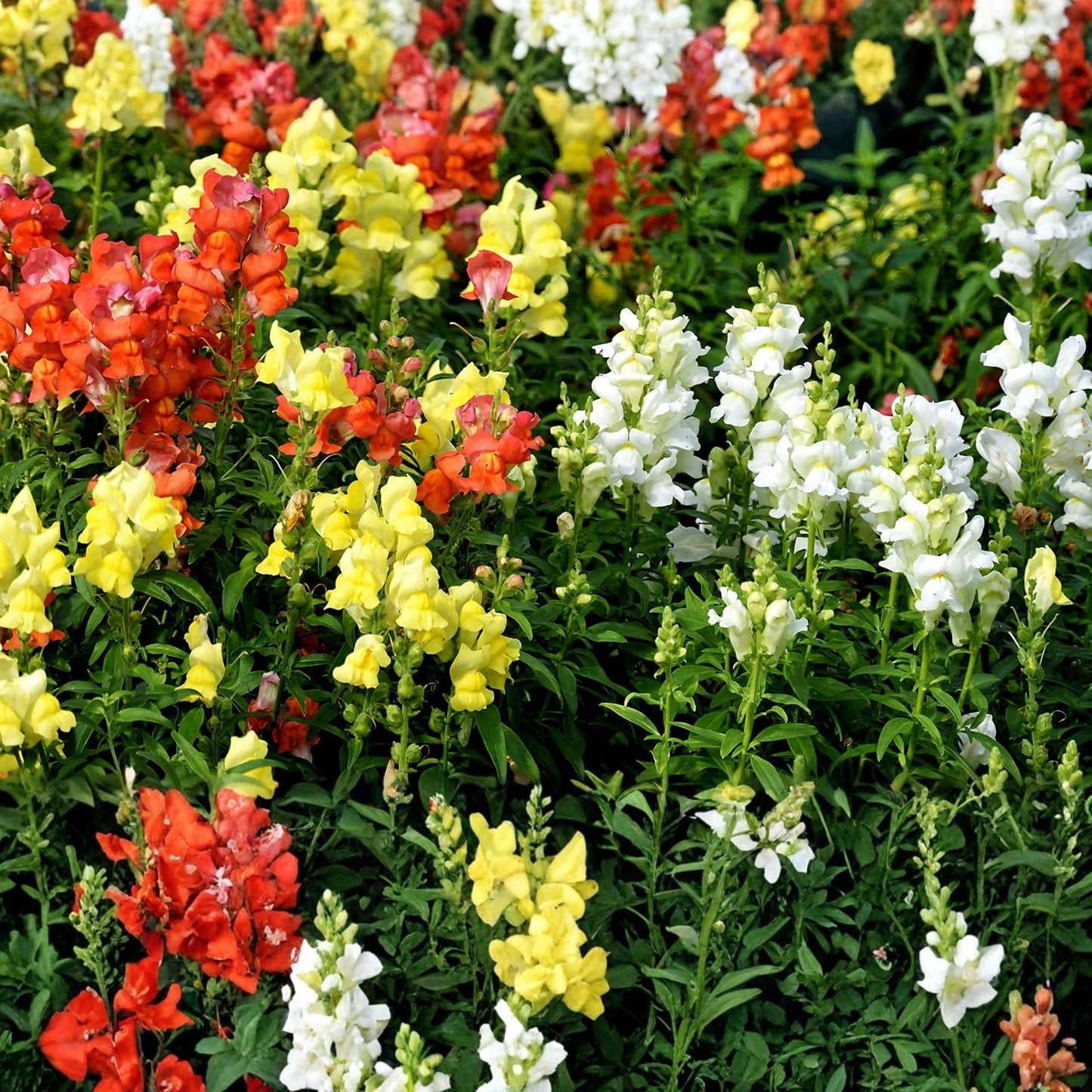 Wildflower Seed Mix 2oz Colorful Border & Garden Blend Native Wildflowers for Pollinator Gardens