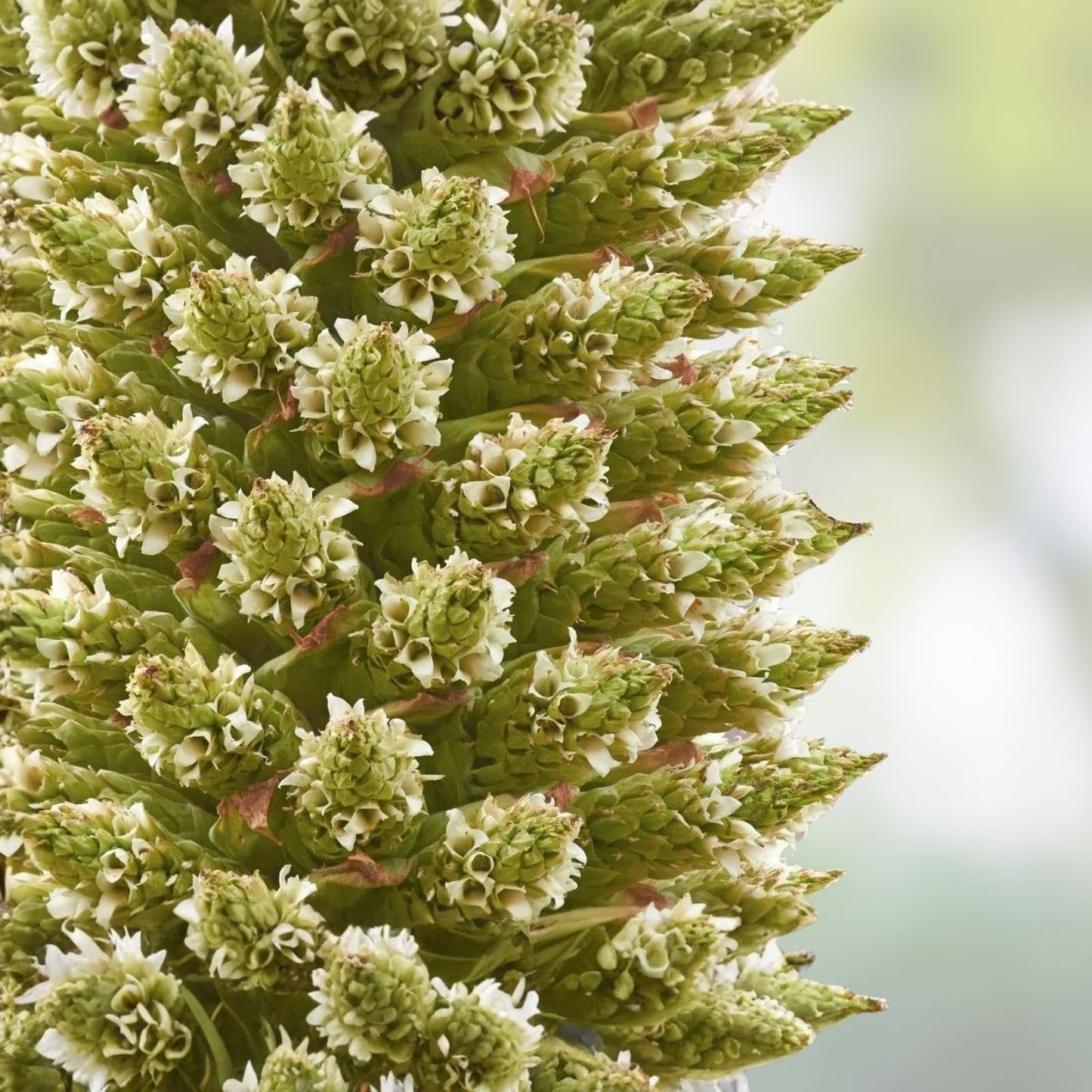 Queen of The Andes Seeds 10 Count | Rare Puya Planting Seeds for Gardening & Exotic Landscapes | Botanical Name Puya raimondii