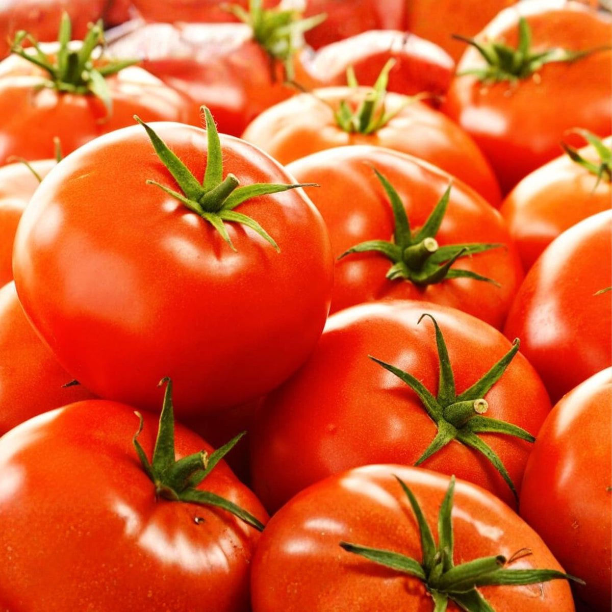 Tomato Seeds 1000 Count Boxcar Willie Reddish Orange Heirloom Variety Solanum lycopersicum