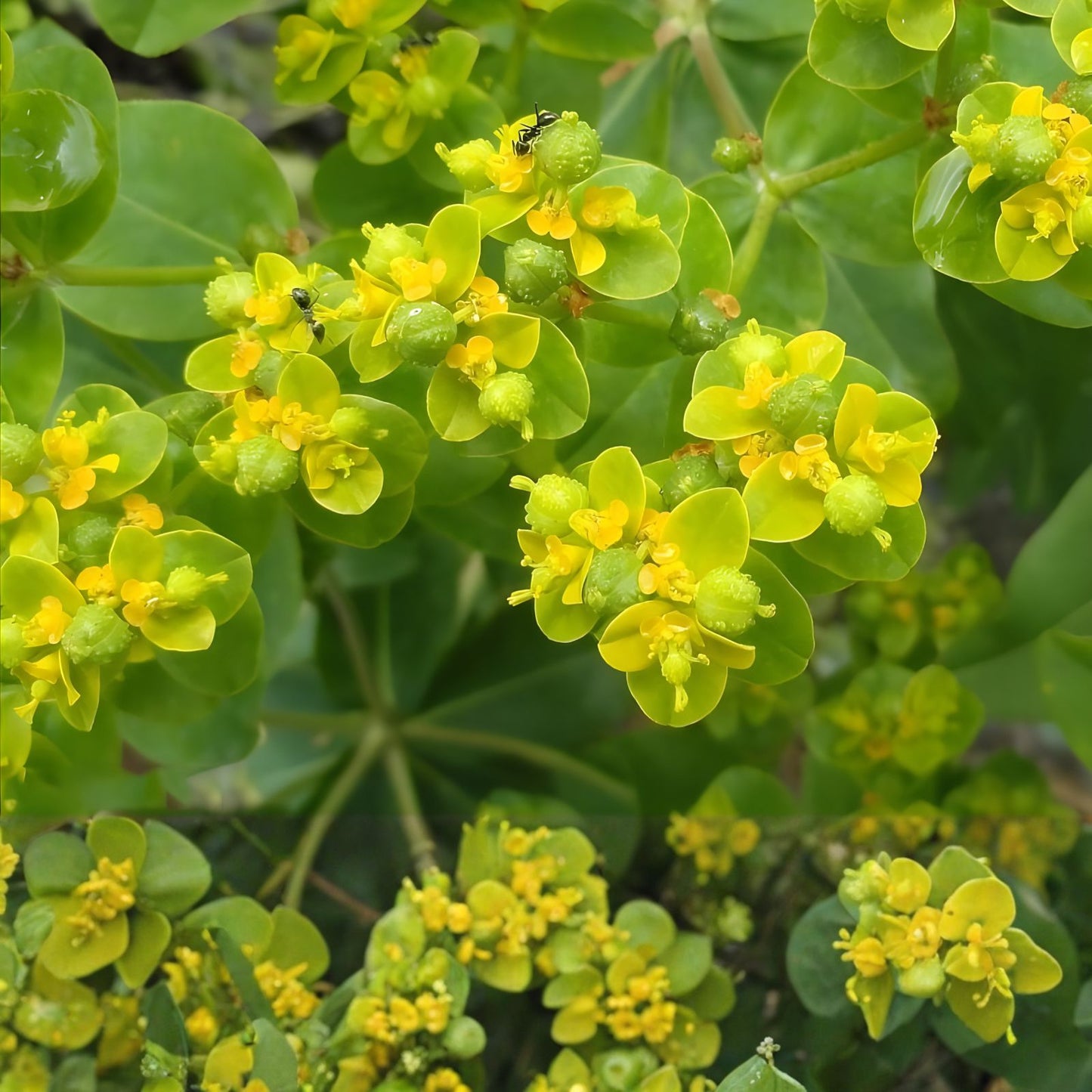30 Mole Plant Seeds - Euphorbia lathyris Caper Spurge - Fast-Growing Perennial for Gardens and Landscapes
