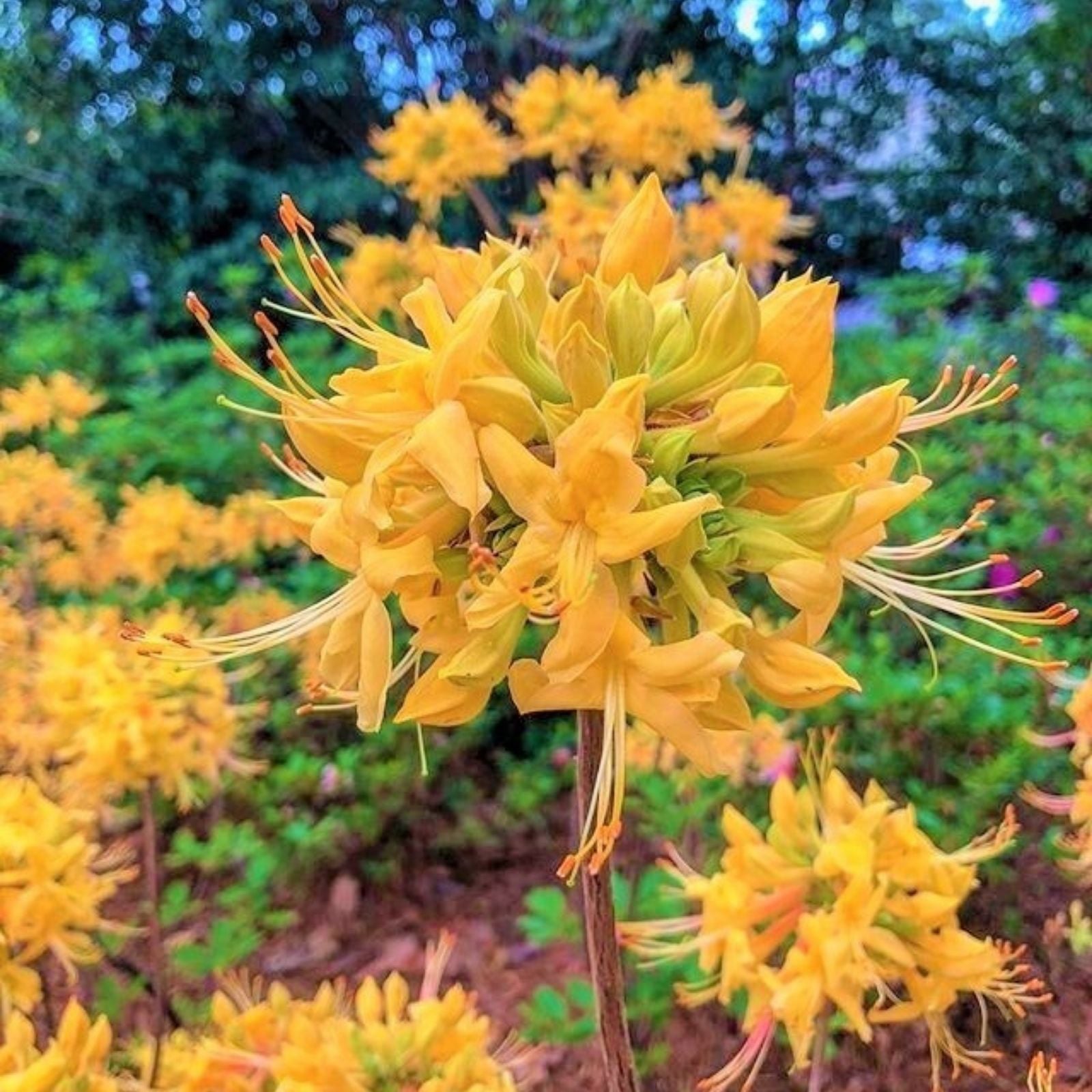Aromi Azalea Starter Plant - Deciduous Rhododendron - Dormant Garden and Landscape Plant