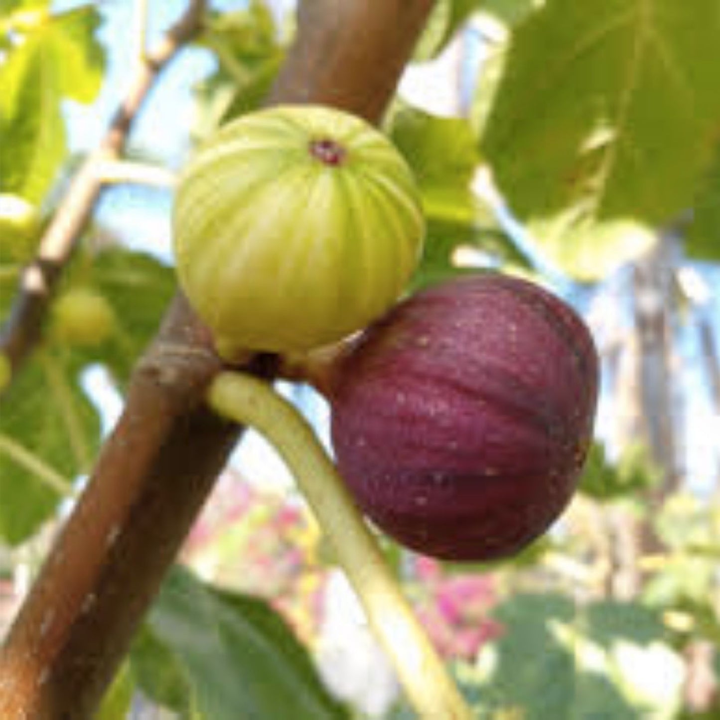 Rare Fig Cutting - Martinenca Rimada - Fresh Ficus carica Plant - Limited Availability