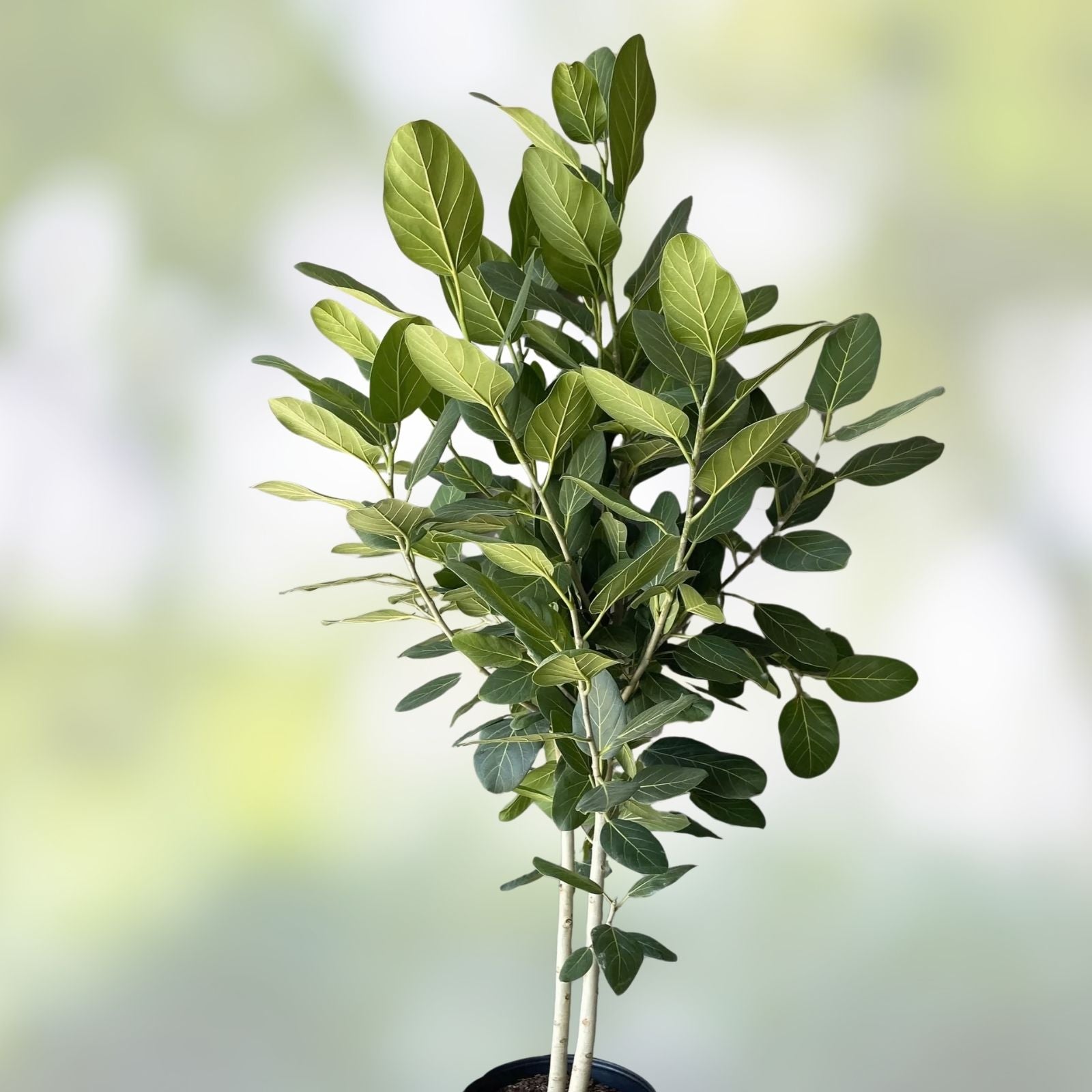 Ficus Cuttings | Banyan Tree Propagation | Ficus benghalensis | Fresh Live Plant Cuttings for Rooting