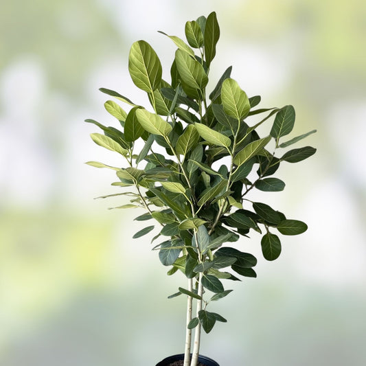 Ficus Cuttings | Banyan Tree Propagation | Ficus benghalensis | Fresh Live Plant Cuttings for Rooting