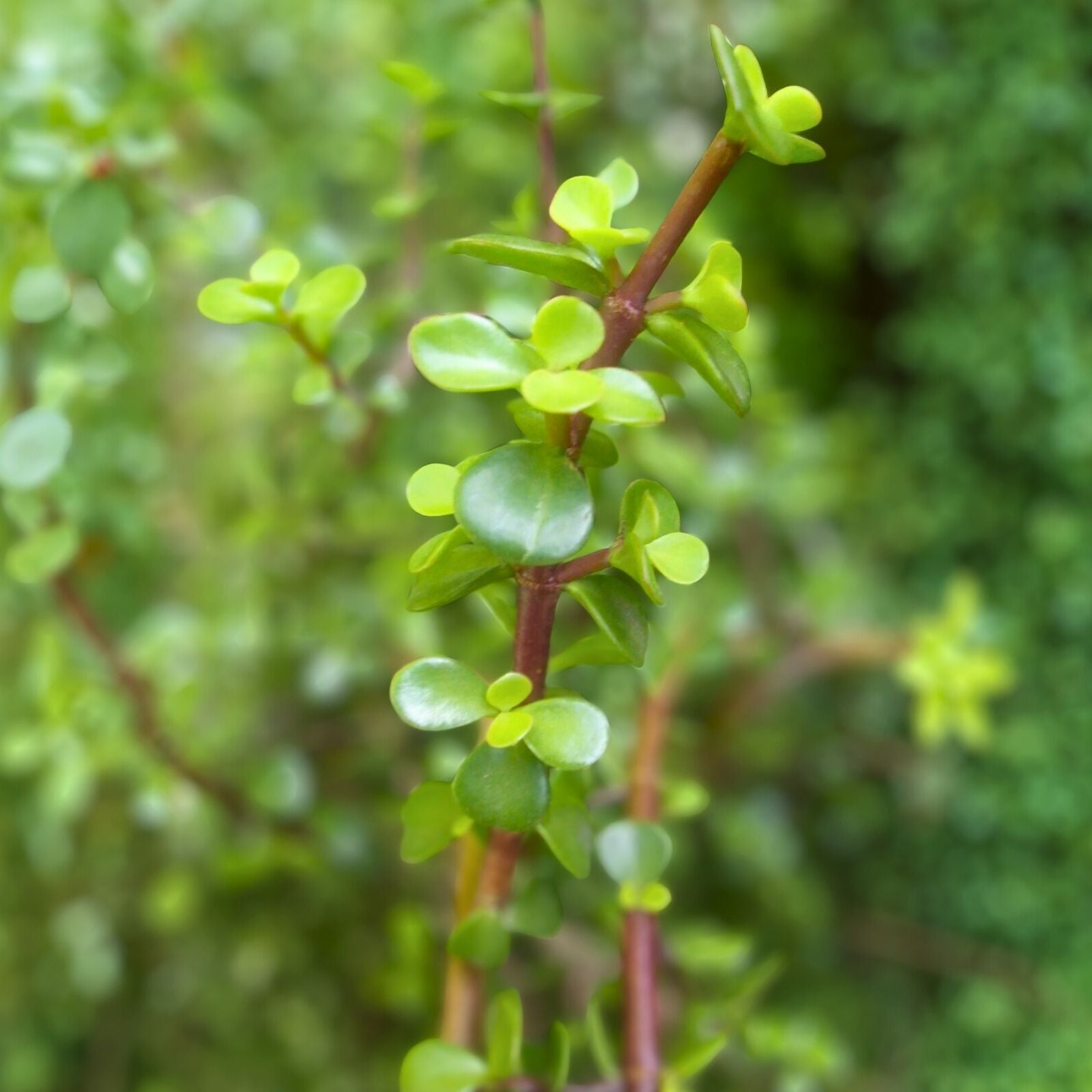 Fresh Elephant Jade Bush Succulent Cuttings 5-6 Inches Crassula ovata Rare Plant, Indoor Garden, Easy Care Succulent Propagation