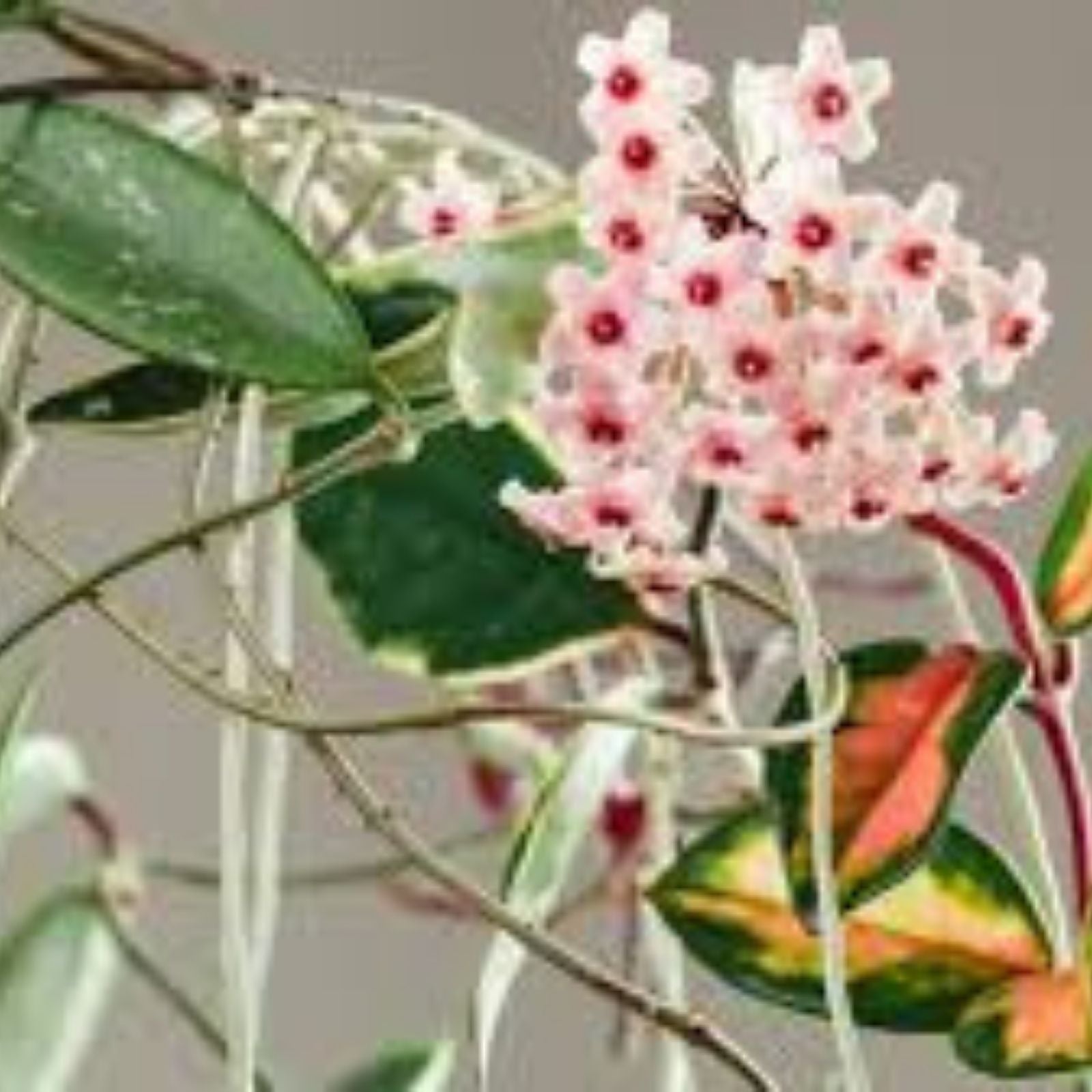 Live Hoya Krimson Princess Cutting – Tricolor Pink Cream Variegated Hoya carnosa 'Krimson Princess'
